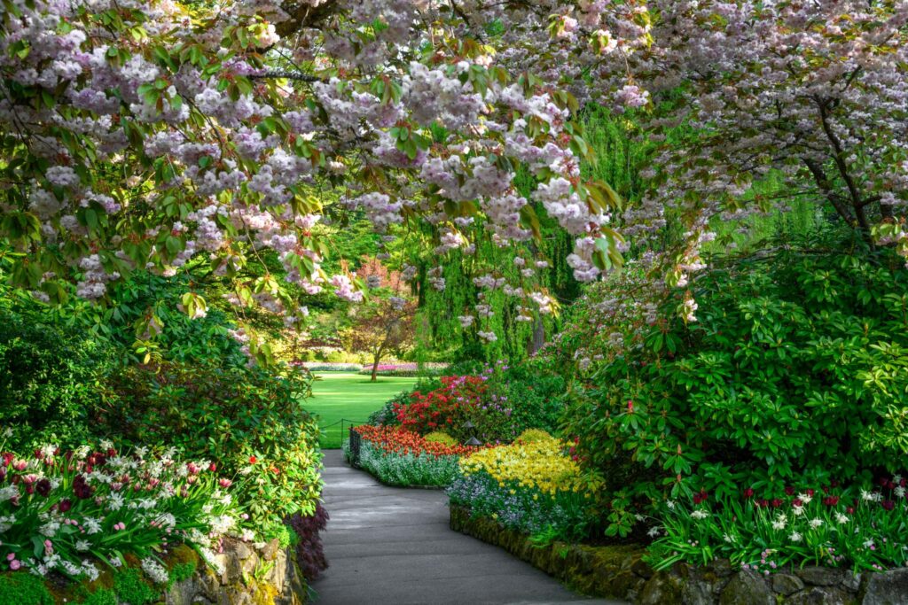 A pathway meanders through a vibrant garden filled with blooming flowers and lush greenery. Cherry blossom trees (Prunus spp.) with pink flowers arch over the path, while colorful flower beds featuring various species, including tulips and pansies, line the sides. The scene is bright and inviting, showcasing a variety of plant life in full bloom