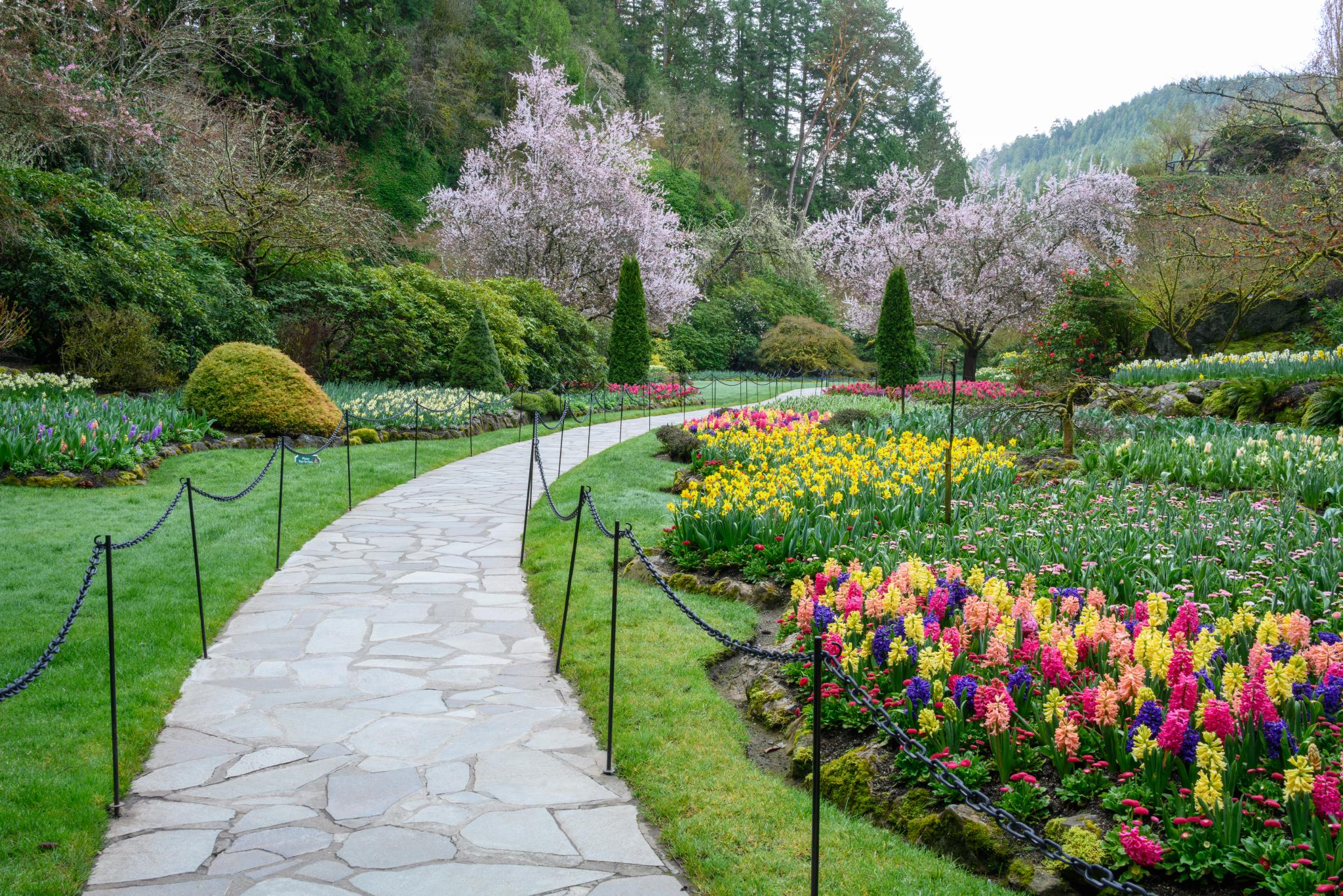 A landscaped garden featuring a winding stone pathway bordered by colourful flower beds. The beds display a variety of blooming plants, including tulips and hyacinths, in shades of yellow, pink, purple, and white. In the background, cherry blossom trees are in bloom, surrounded by lush greenery and tall coniferous trees