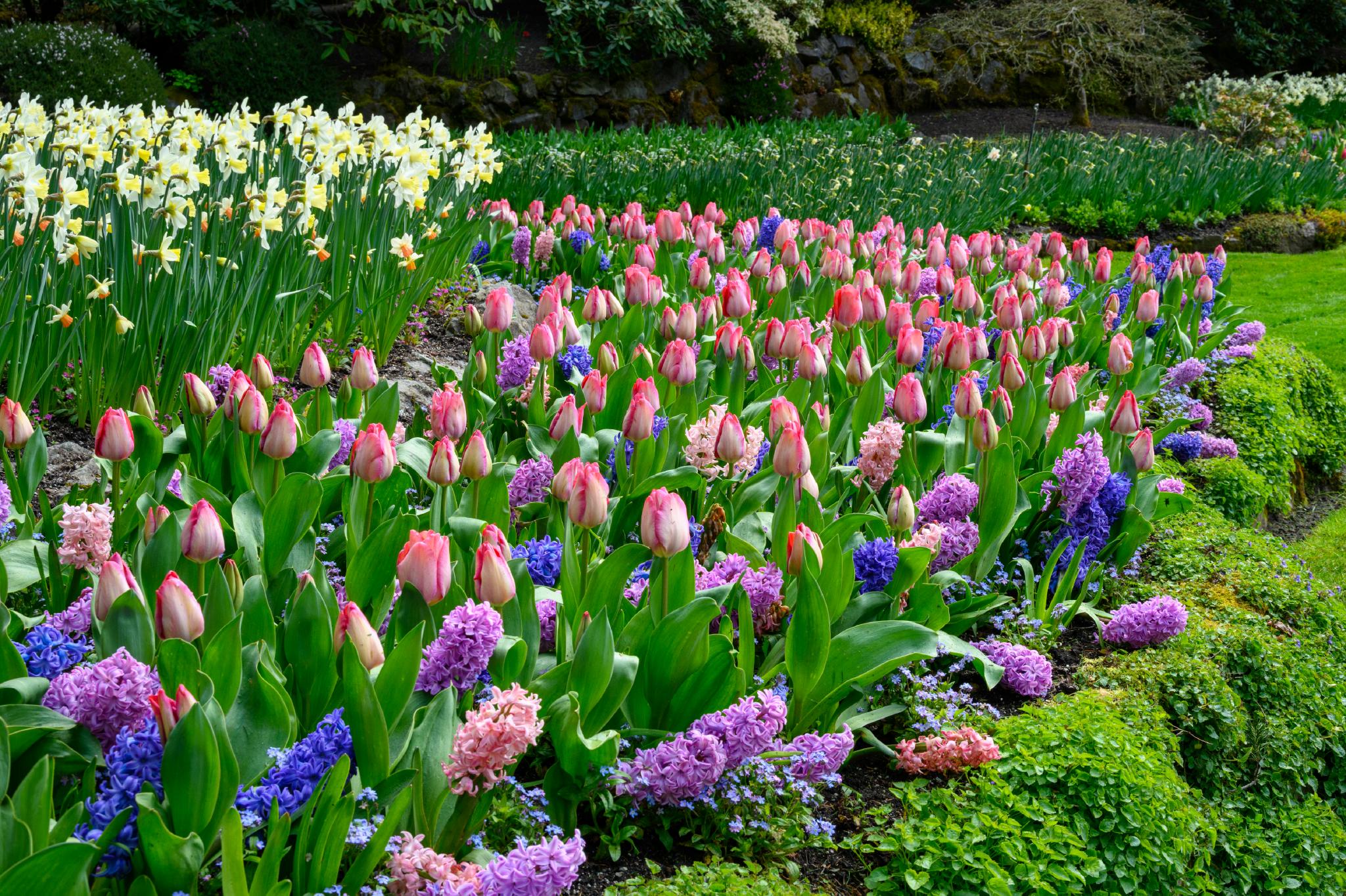 A vibrant garden scene featuring clusters of pink tulips (Tulipa spp.) interspersed with purple hyacinths (Hyacinthus spp.) and yellow daffodils (Narcissus spp.). The flowers are arranged in colorful patches, surrounded by lush green foliage