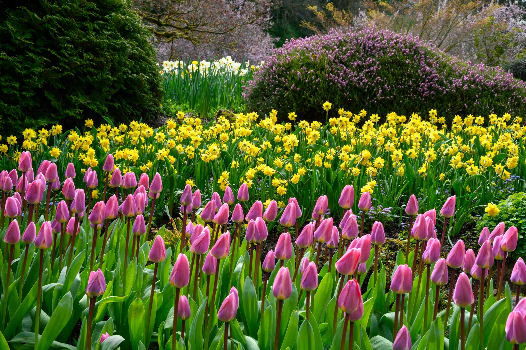 A vibrant garden scene featuring clusters of pink tulips (Tulipa spp.) in the foreground, surrounded by bright yellow daffodils (Narcissus spp.) and lush green foliage. In the background, there are flowering shrubs with purple blooms, adding depth to the landscape