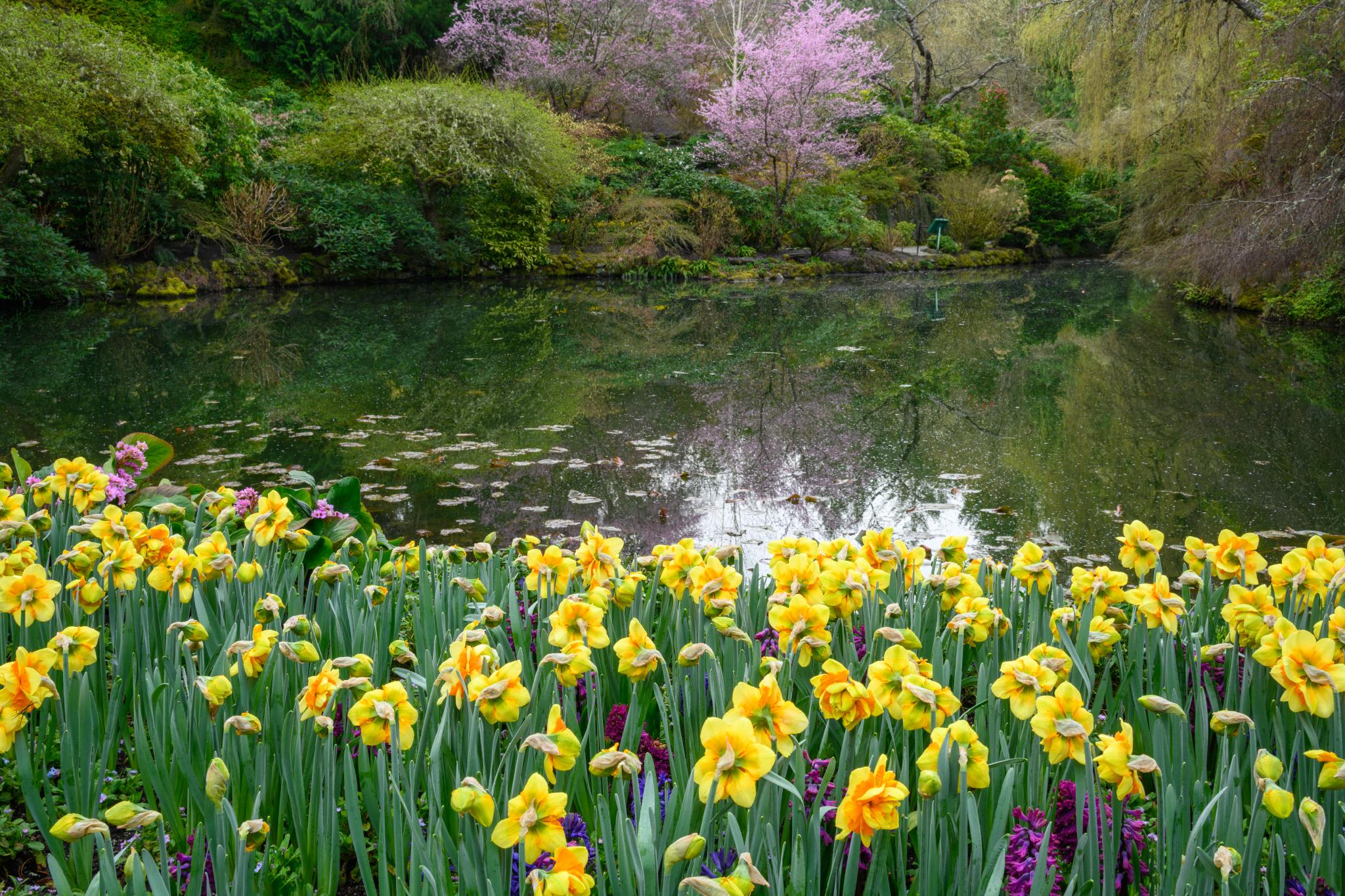 A cluster of yellow daffodils (Narcissus spp.) in full bloom, with green leaves extending upward. In the background, a tranquil pond reflects surrounding greenery and pink flowering trees, creating a serene landscape