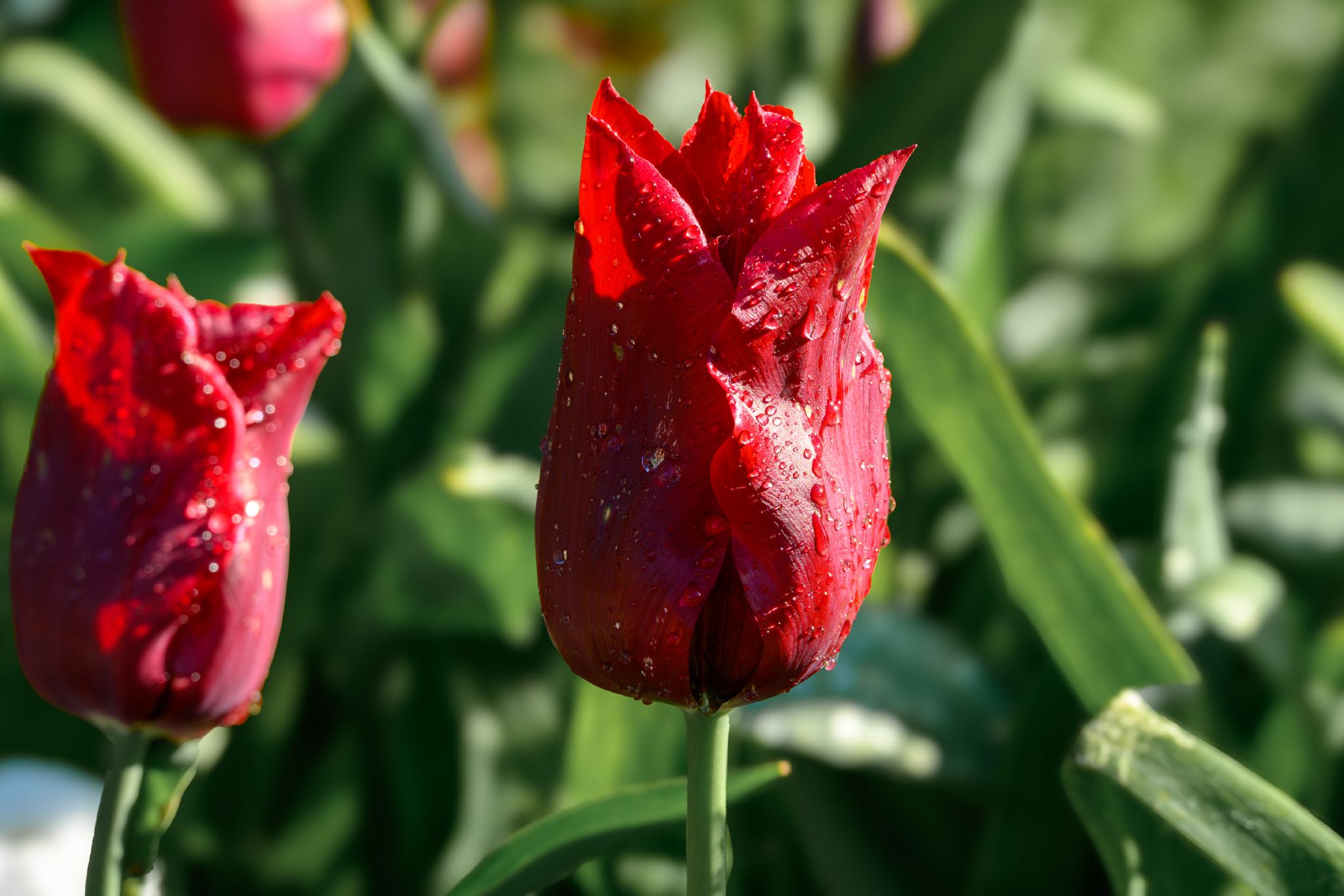 A red tulip (genus Tulipa) with a smooth, rounded petal shape, displaying droplets of water on its surface. The background features green leaves and additional tulips
