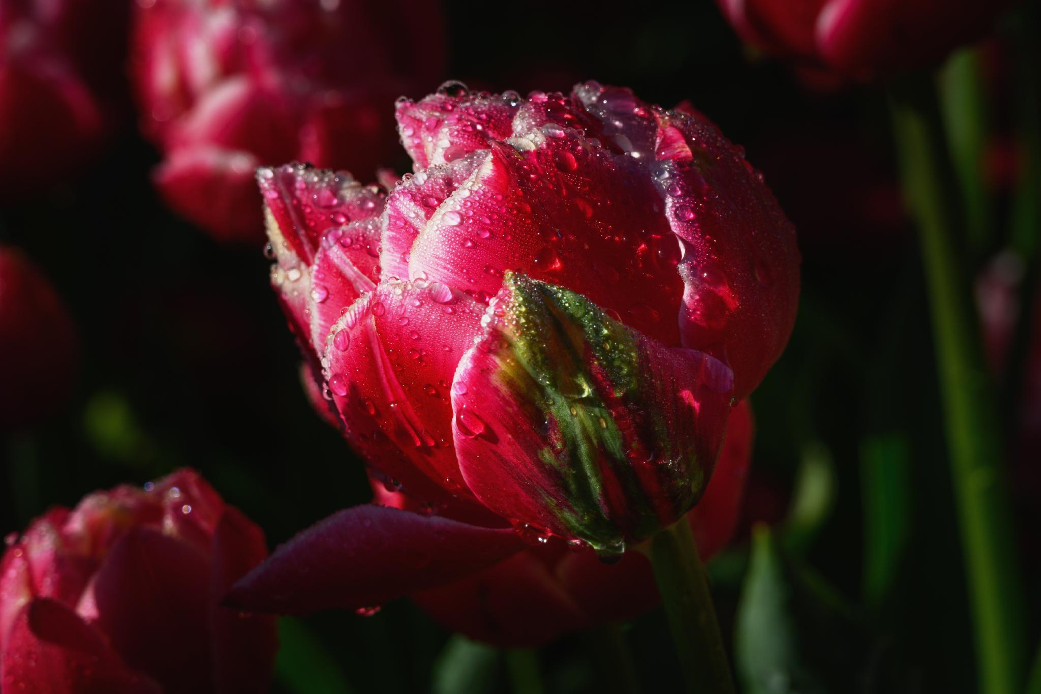 A close-up of a pink tulip (Tulipa spp.) with droplets of water on its petals, surrounded by blurred green foliage and other pink tulips in the background