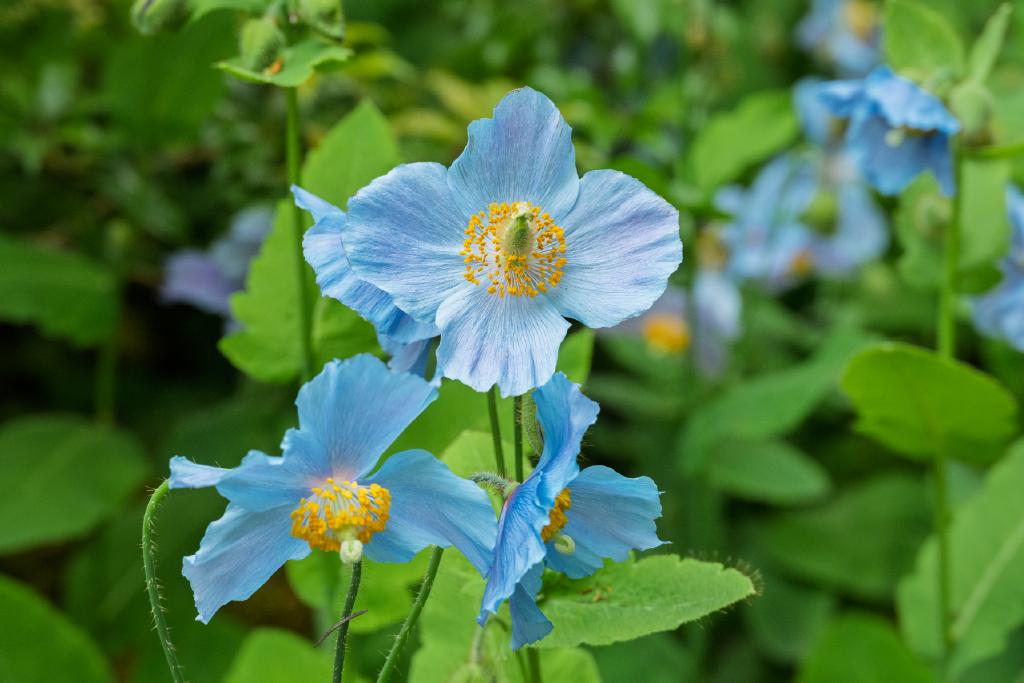 Three light blue flowers with prominent yellow stamens and a delicate, crinkled petal structure, surrounded by green foliage. The flowers appear to belong to the genus Meconopsis