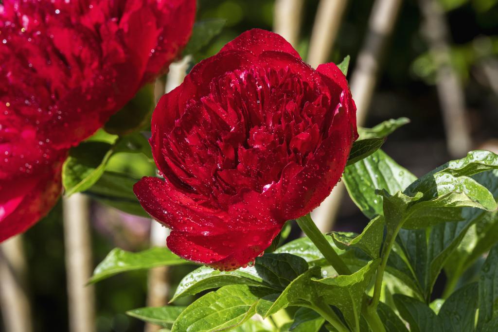 A bright red peony (Paeonia) flower with a full, ruffled bloom, surrounded by green leaves. The petals are glistening with droplets of water, indicating recent moisture