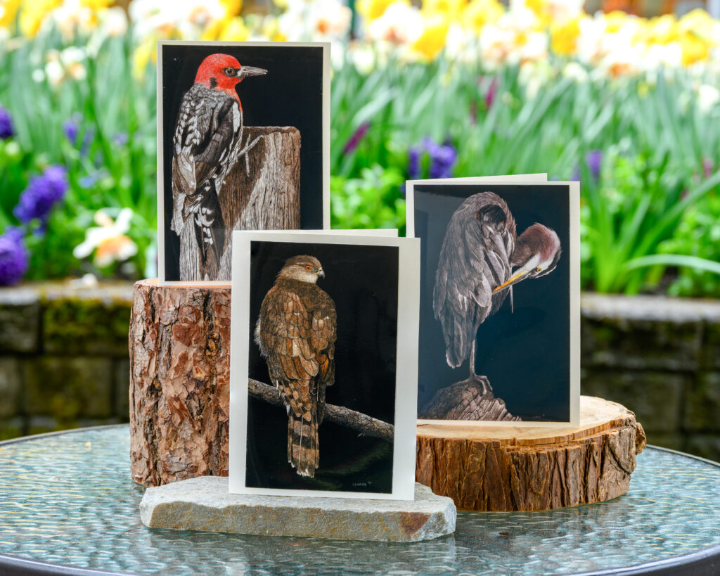 Four greeting cards featuring illustrations of birds are displayed on a glass table. The cards depict a red-headed woodpecker, a hawk, and a bird that appears to be a type of owl, all set against a blurred background of colorful flowers and greenery. The cards are propped up on pieces of wood