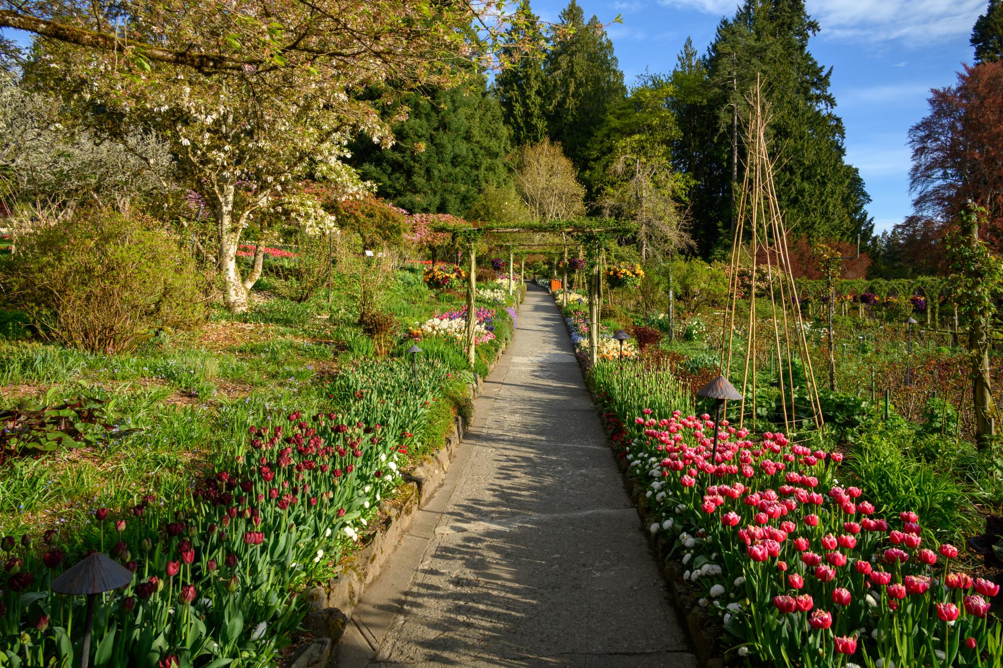 A garden pathway lined with blooming tulips, primarily in shades of pink and white, leads through a lush landscape. Surrounding the path are various green plants and trees, with flowering trees visible in the background. The scene is bright and sunny, showcasing a vibrant spring atmosphere