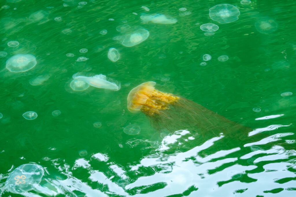 A large jellyfish with a bell-shaped, translucent body and long, trailing tentacles is swimming in clear green water. Smaller jellyfish are visible in the background, also floating in the water