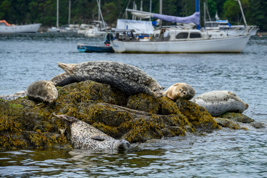 A group of harbor seals (Phoca vitulina) resting on a rocky outcrop covered with seaweed, near a body of water. Several boats are visible in the background, partially obscured by trees
