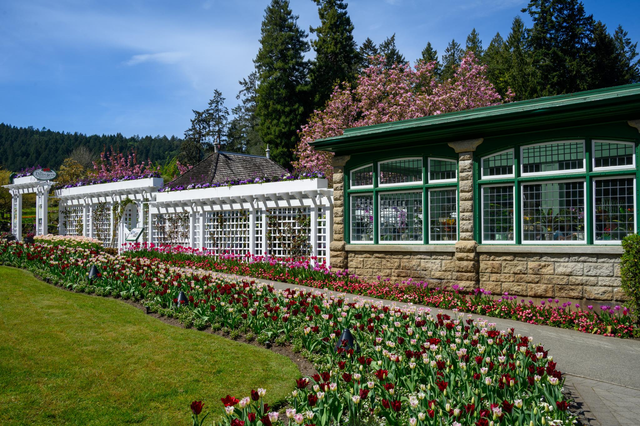 A landscaped garden featuring a variety of tulips in multiple colors, including red, white, and purple, arranged in neat rows. In the background, a stone building with large windows and a green roof is visible, alongside white trellises adorned with climbing plants. Surrounding trees and flowering plants add to the natural setting