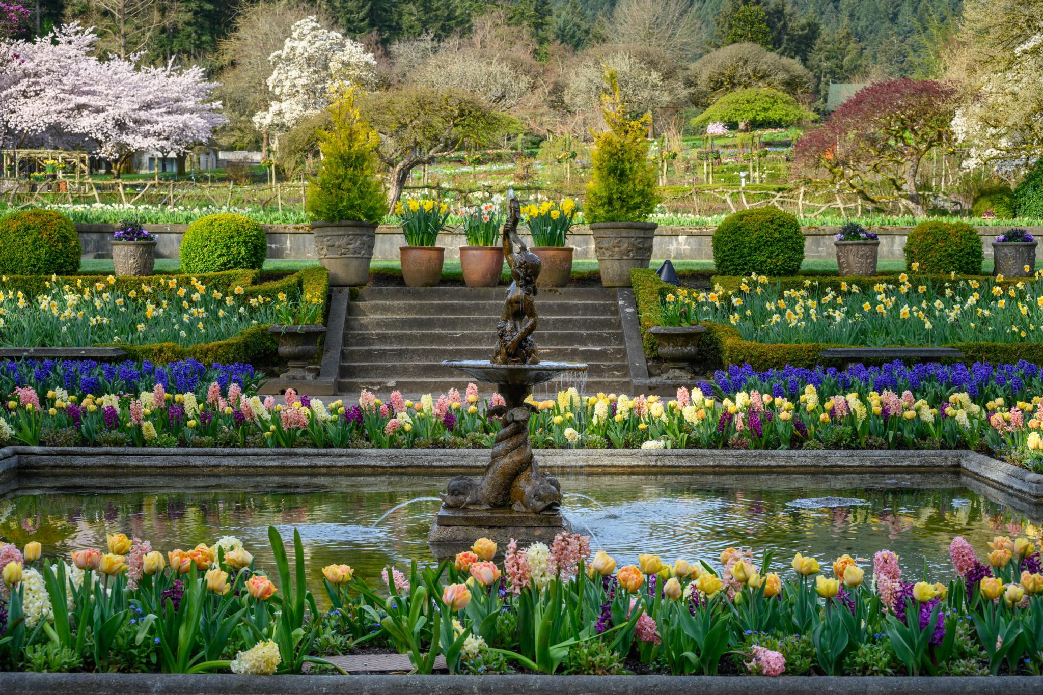 A tiered garden featuring a central fountain with a decorative sculpture. Surrounding the fountain are colorful flower beds filled with tulips (genus Tulipa) and other blooming plants. In the background, various trees, including flowering cherry and other ornamental species, create a lush landscape. The garden is arranged in a structured layout with stone steps leading to different levels