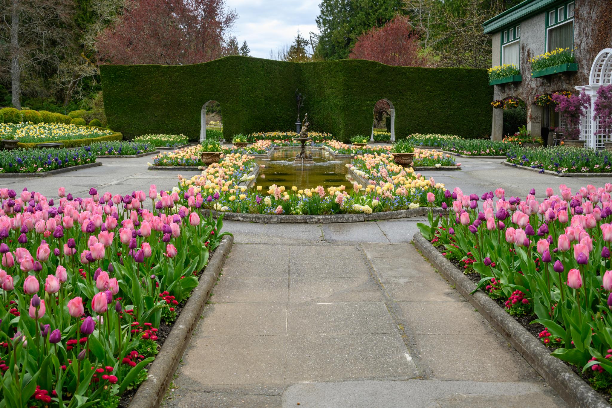 A formal garden layout featuring a central fountain surrounded by colorful flower beds. The foreground displays rows of pink and yellow tulips (genus Tulipa), while the background includes a green hedge and a stone wall. The garden is bordered by various flowering plants, creating a vibrant and structured landscape