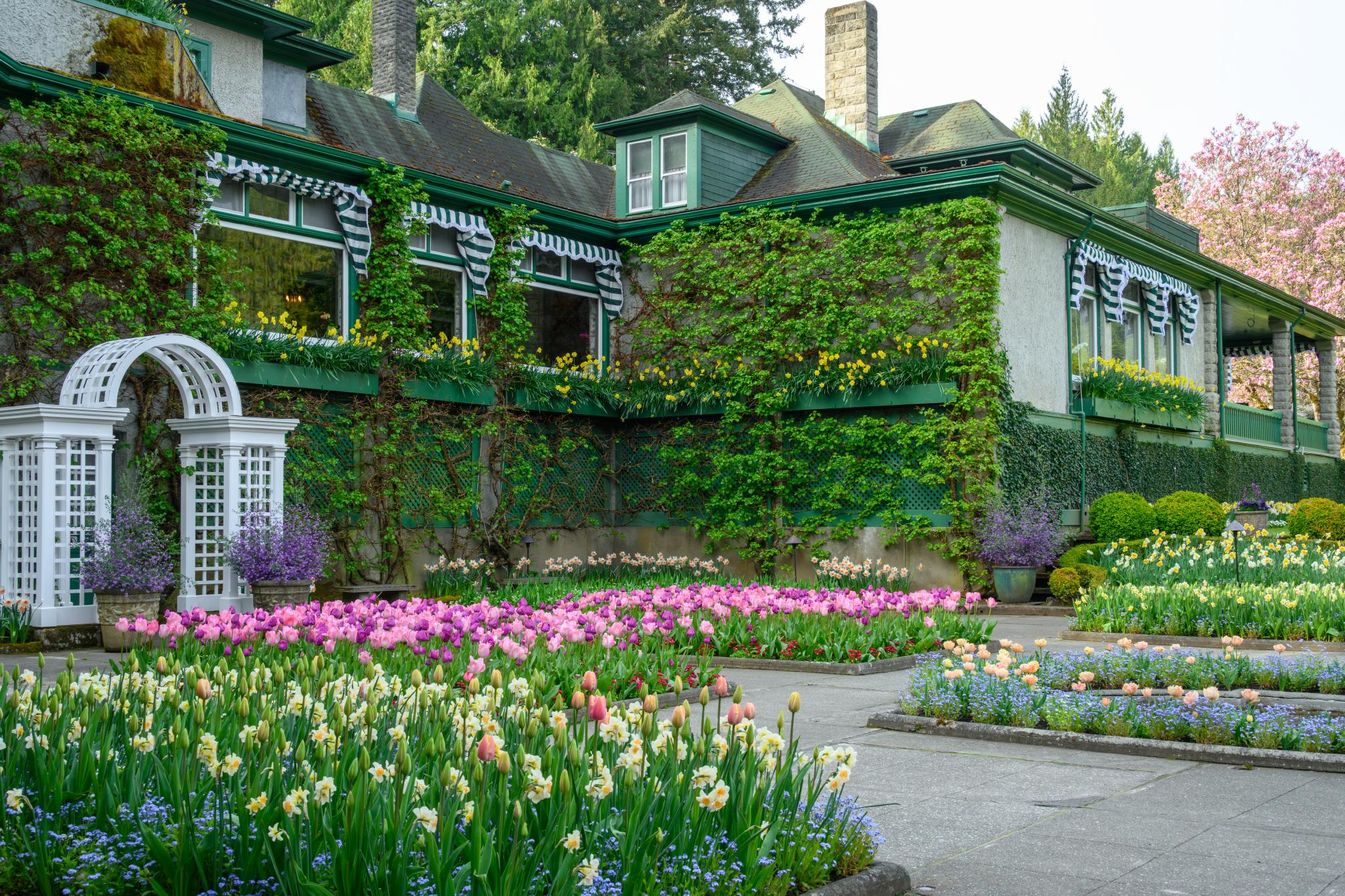 A historic building with green trim is surrounded by lush ivy and colorful flower beds. The flower beds feature a variety of tulips in shades of pink, yellow, and white, along with clusters of blue flowers, possibly hyacinths. A white trellis structure is visible in the foreground, enhancing the garden's aesthetic