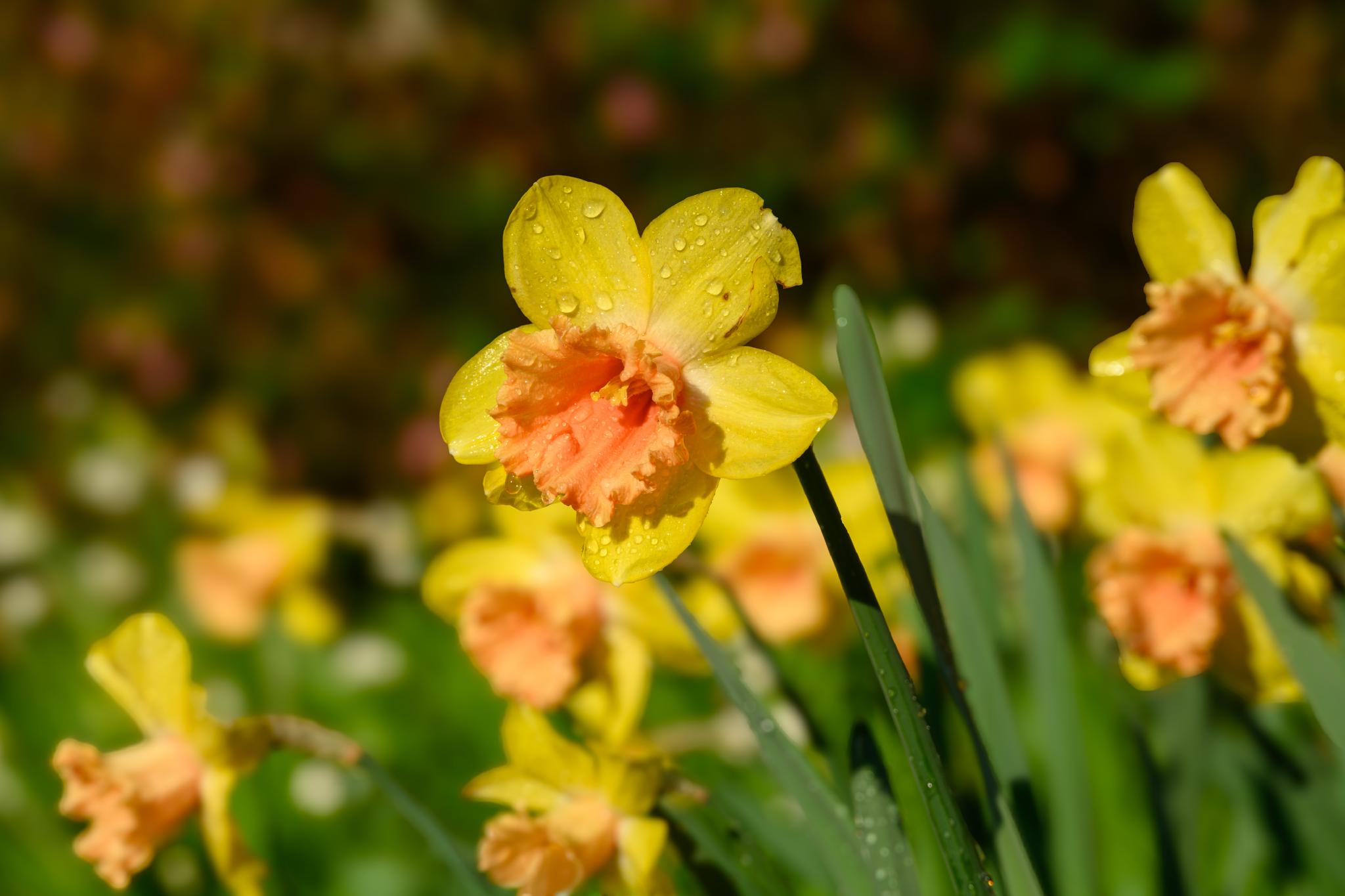 A cluster of yellow daffodils (Narcissus spp.) with a central trumpet-shaped structure that is orange at the base. The flowers are surrounded by green leaves, and some petals have droplets of water on them