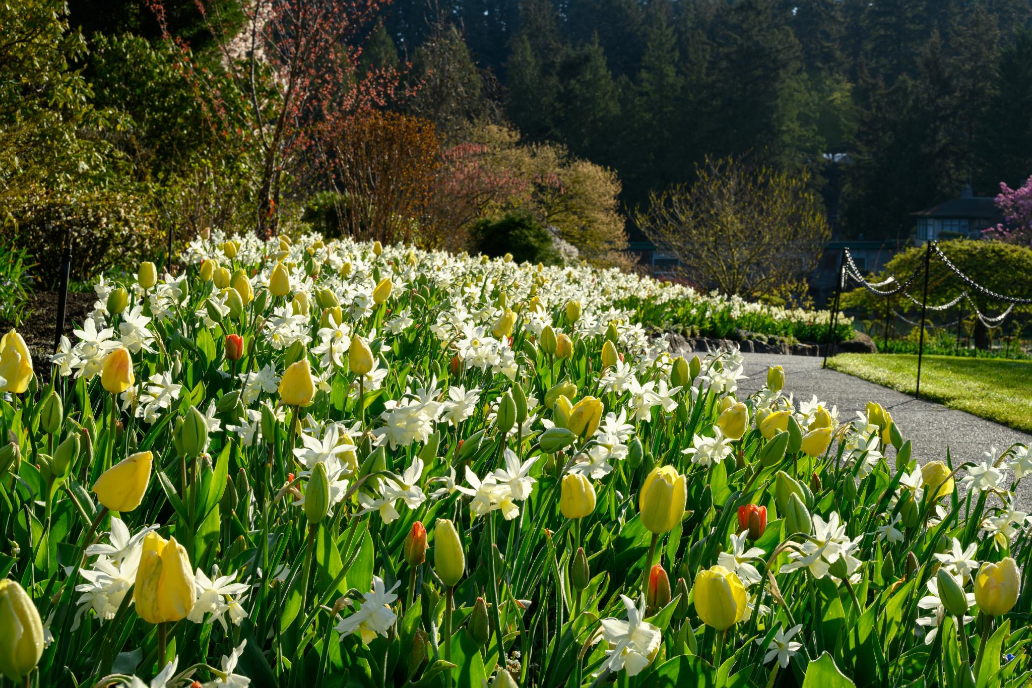 A vibrant garden scene featuring a variety of yellow tulips (Tulipa spp.) and white daffodils (Narcissus spp.) arranged in a lush, green landscape. The flowers are in full bloom, creating a colorful display along a pathway, with trees and shrubs in the background