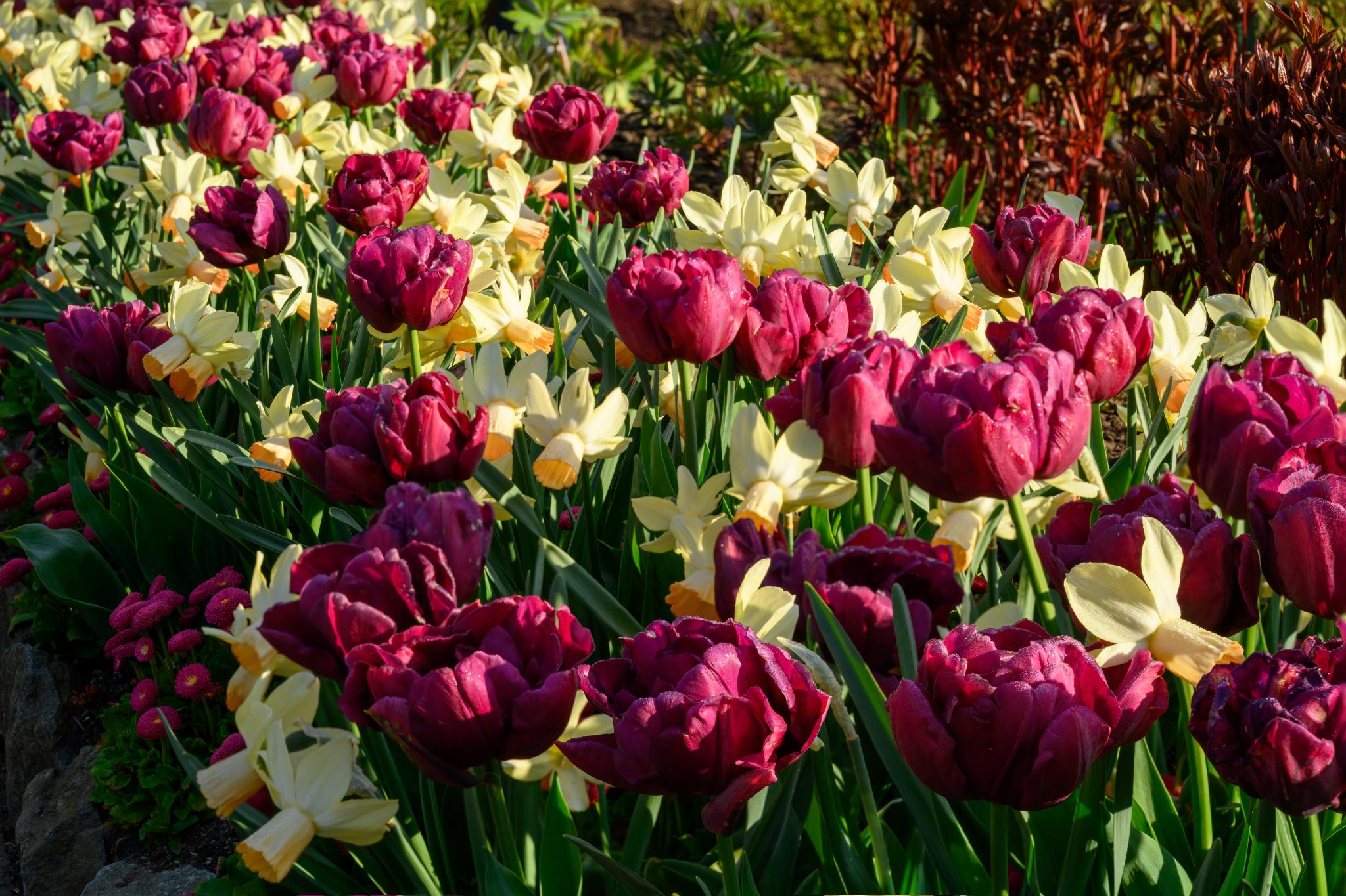 A vibrant garden scene featuring clusters of deep purple tulips (Tulipa spp.) interspersed with pale yellow daffodils (Narcissus spp.). The flowers are surrounded by lush green foliage, creating a colorful and lively display