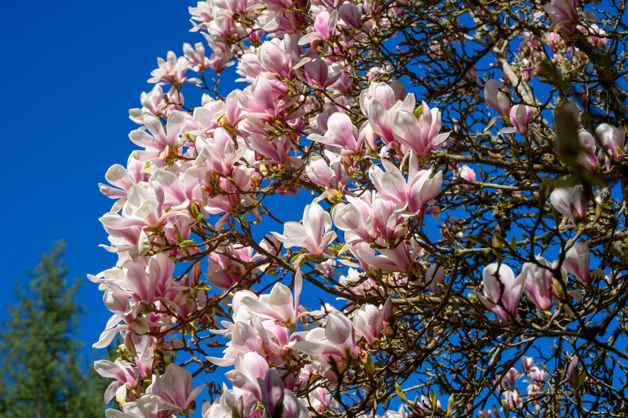 Magnolia tree (genus Magnolia) with large, pink and white flowers blooming against a clear blue sky. The flowers are cup-shaped and arranged in clusters on a branching structure