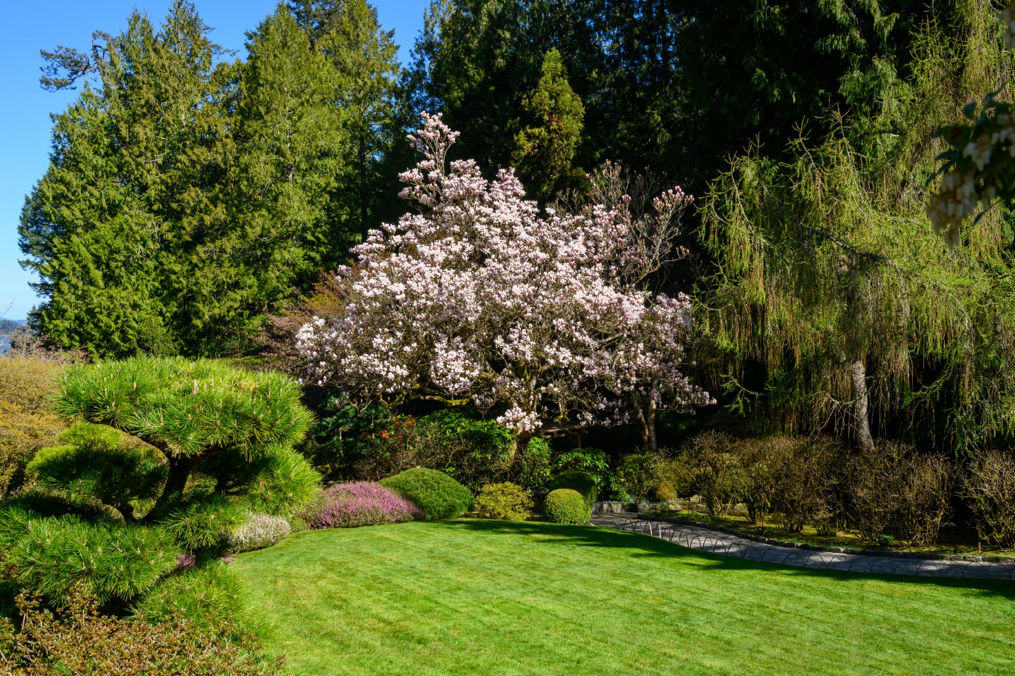 A large flowering tree with pink blossoms, likely a Magnolia species, stands prominently in a well-maintained garden. Surrounding the tree are various shrubs and trees, including conifers and deciduous plants, set against a backdrop of lush green grass. The scene is bright and sunny, with clear blue skies