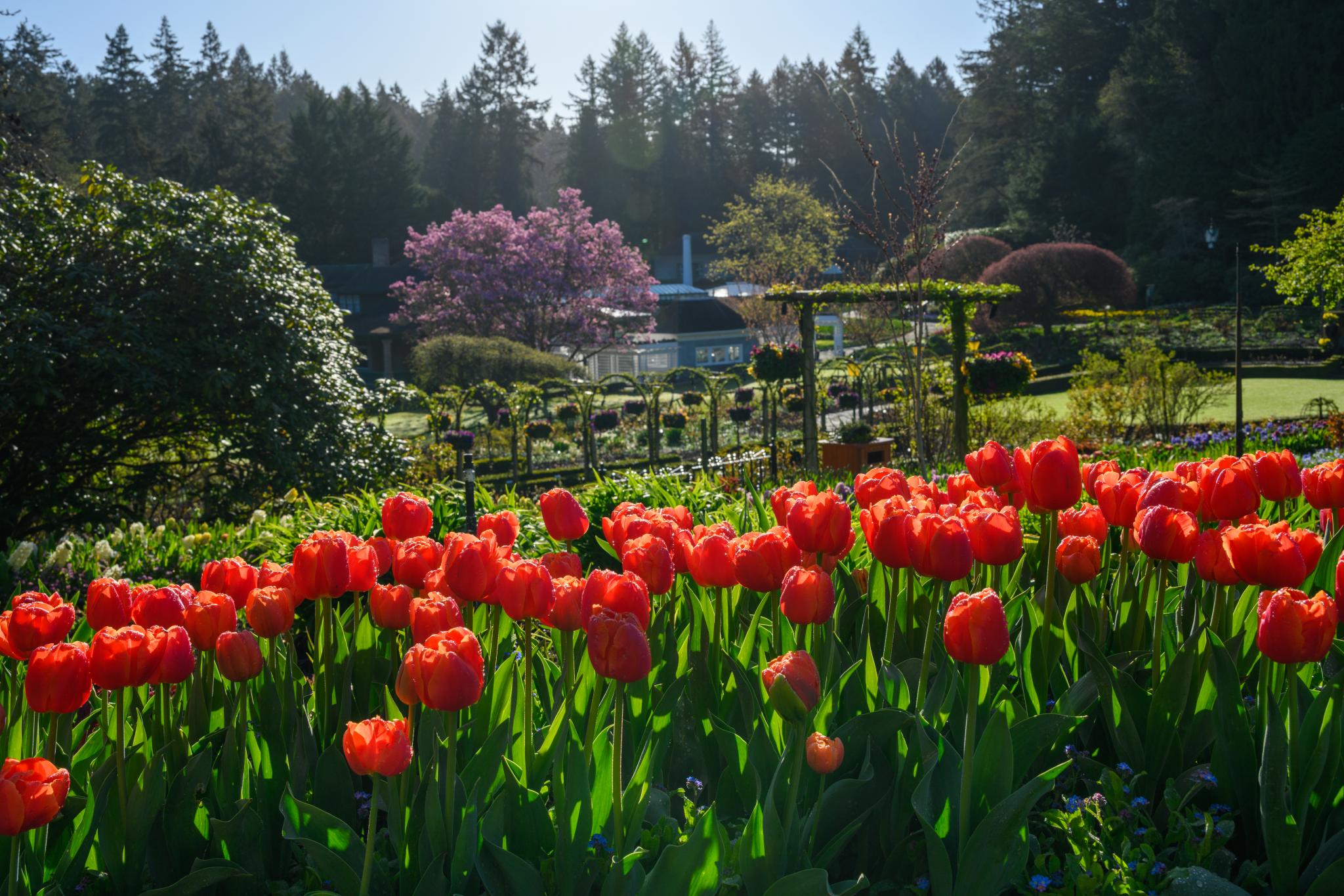 A vibrant display of orange tulips (Tulipa spp.) in full bloom, set against a lush garden backdrop. In the distance, a variety of trees, including a flowering tree with pink blossoms, are visible, along with manicured hedges and garden structures. The scene is illuminated by bright sunlight, creating a lively atmosphere