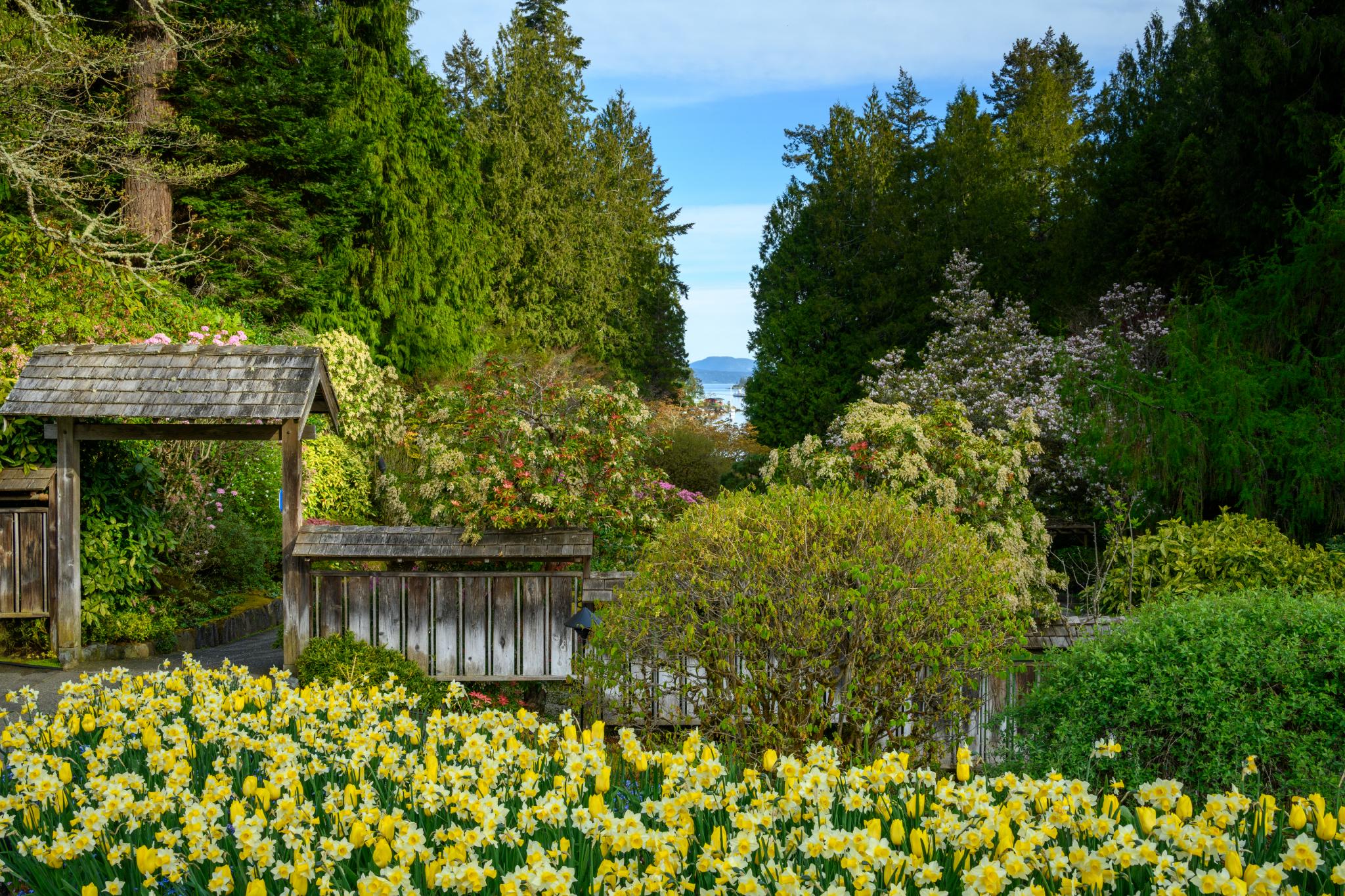 A garden scene featuring a vibrant display of yellow daffodils (Narcissus spp.) in the foreground, with lush green foliage and trees in the background. A wooden archway is visible, leading into a pathway lined with various shrubs and trees, under a clear blue sky