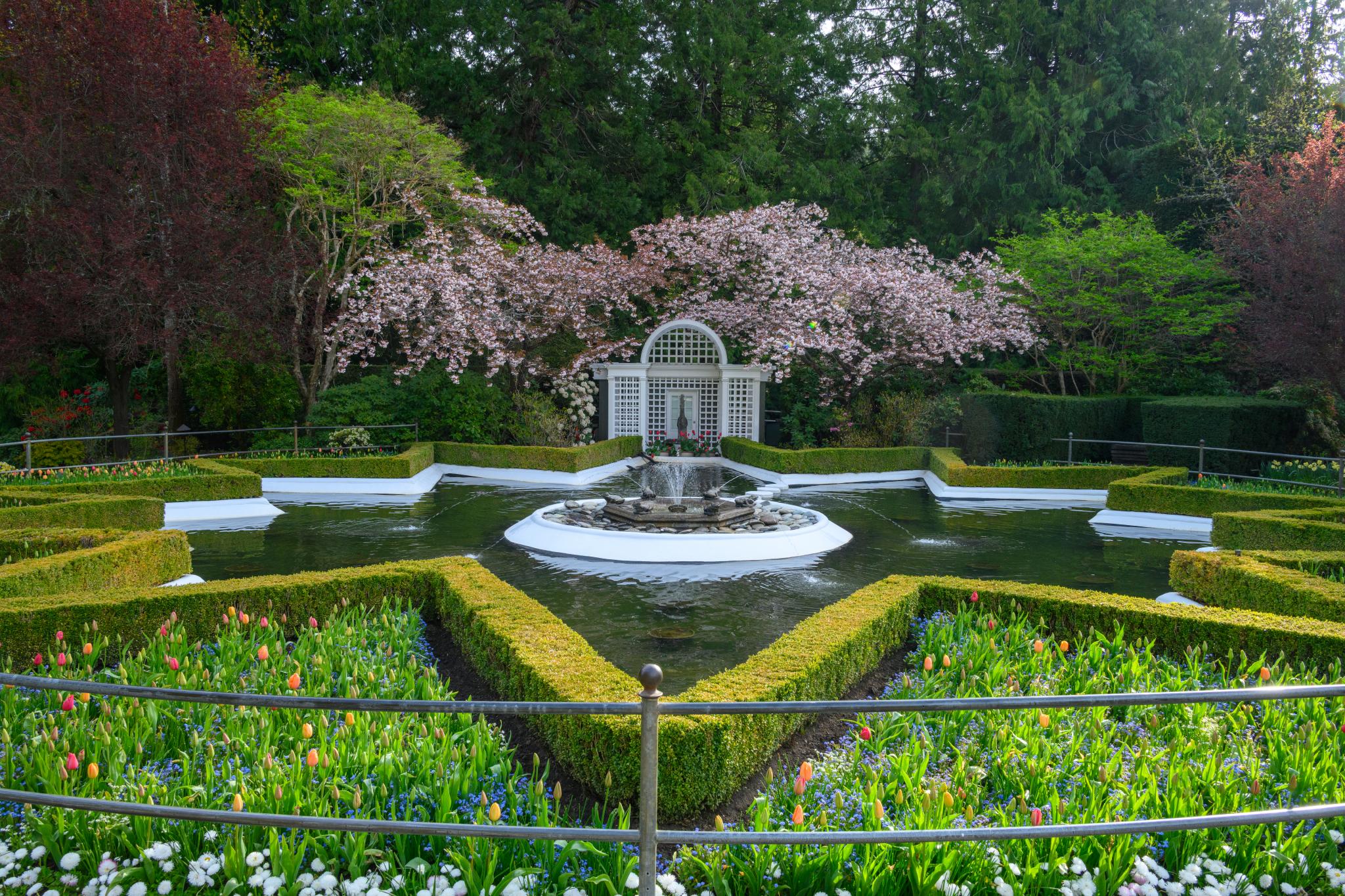 A formal garden featuring a central fountain surrounded by neatly trimmed hedges in a star shape. Colorful tulips in various shades bloom in the foreground, while a flowering tree, possibly a Prunus species, provides a backdrop with pink blossoms. The scene is framed by lush greenery and a serene water feature