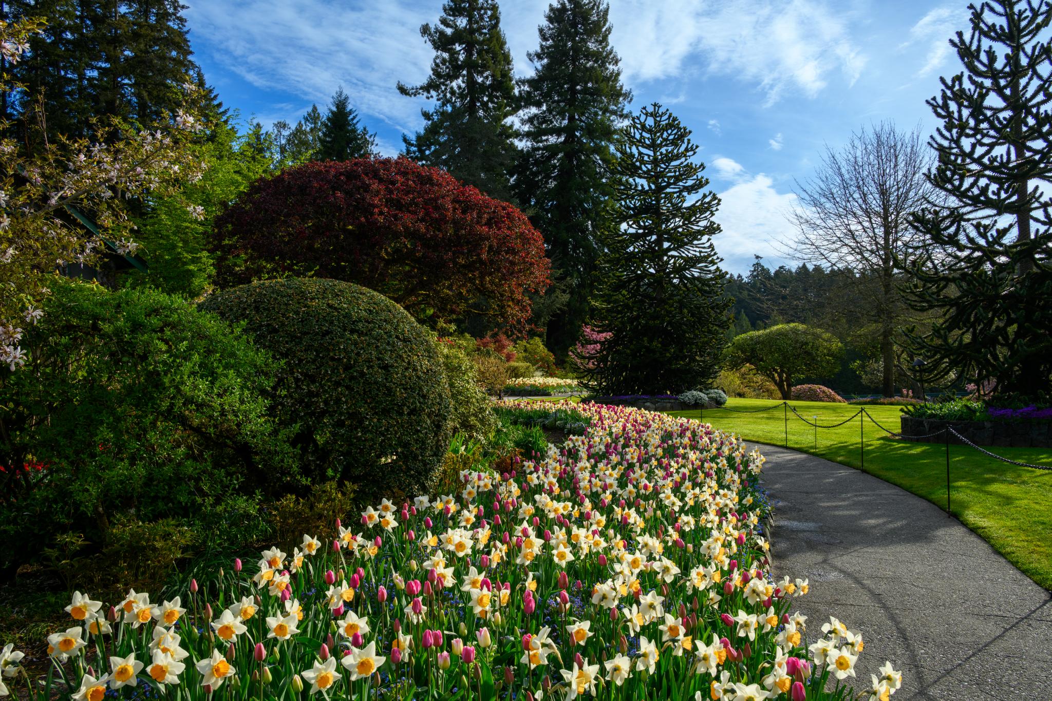 A landscaped garden featuring a winding pathway bordered by clusters of yellow and white daffodils (Narcissus spp.) and pink tulips (Tulipa spp.). In the background, there are various trees, including a large red-leaved tree and coniferous trees, under a partly cloudy blue sky