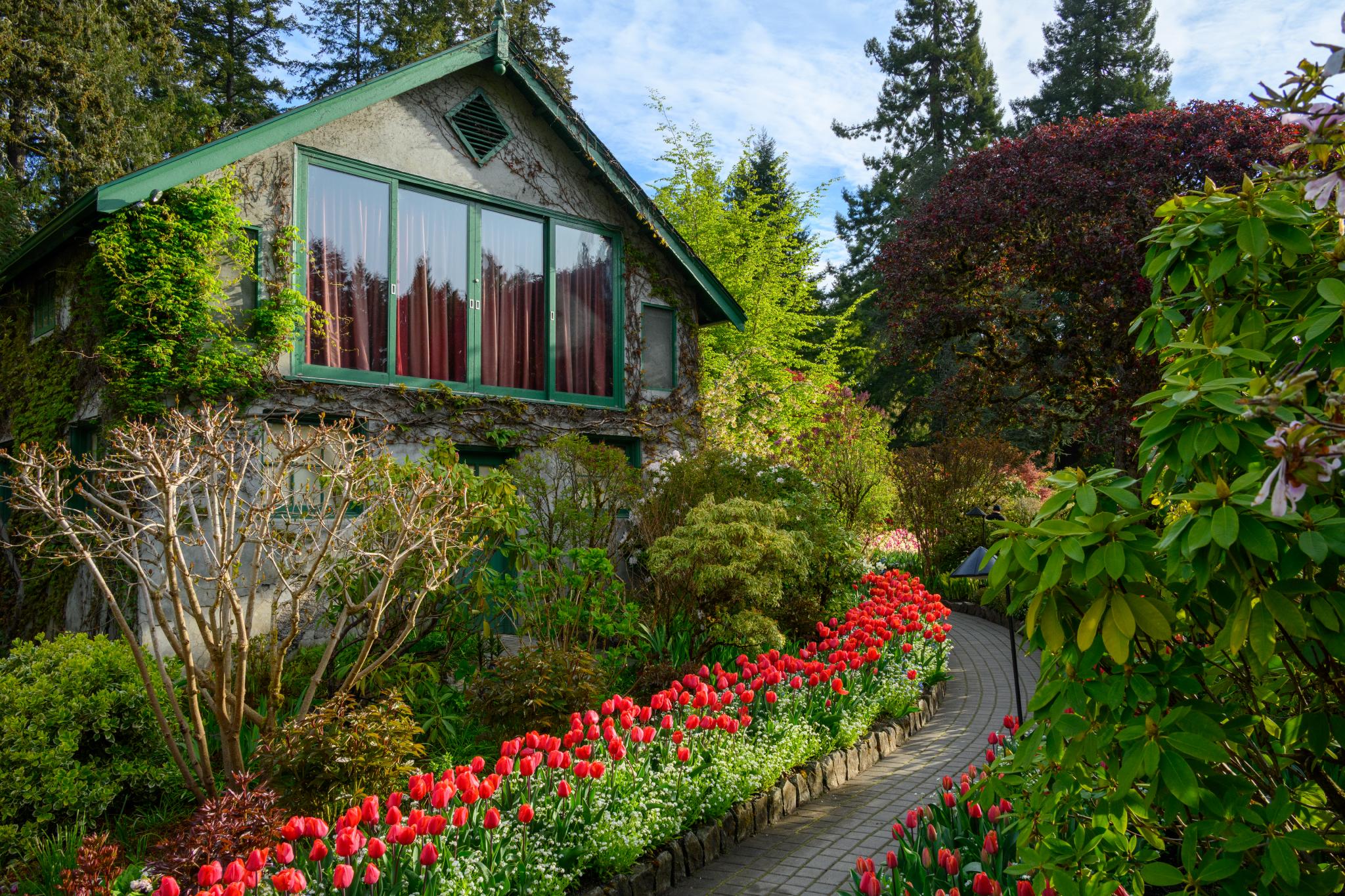A stone cottage with large windows is surrounded by a vibrant garden featuring a pathway lined with red tulips (genus Tulipa). Various shrubs and trees, including a red-leaved maple, add greenery to the scene, set against a backdrop of tall coniferous trees under a partly cloudy sky