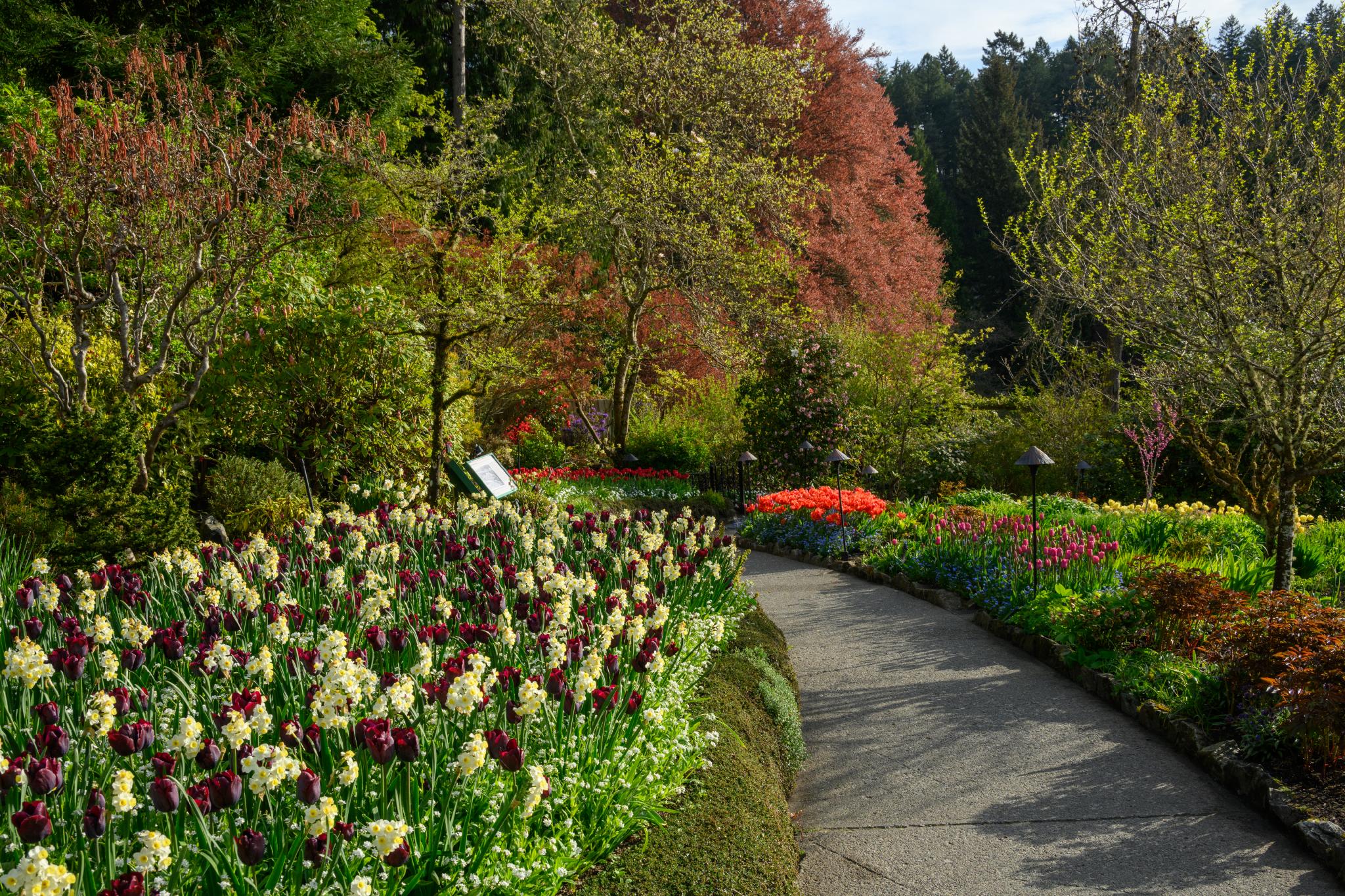 A winding pathway through a vibrant garden filled with various flowering plants. Prominent are clusters of dark purple tulips (Tulipa spp.) and light yellow flowers, surrounded by lush greenery and trees in spring foliage. The scene includes a mix of colorful blooms, creating a lively and well-maintained landscape