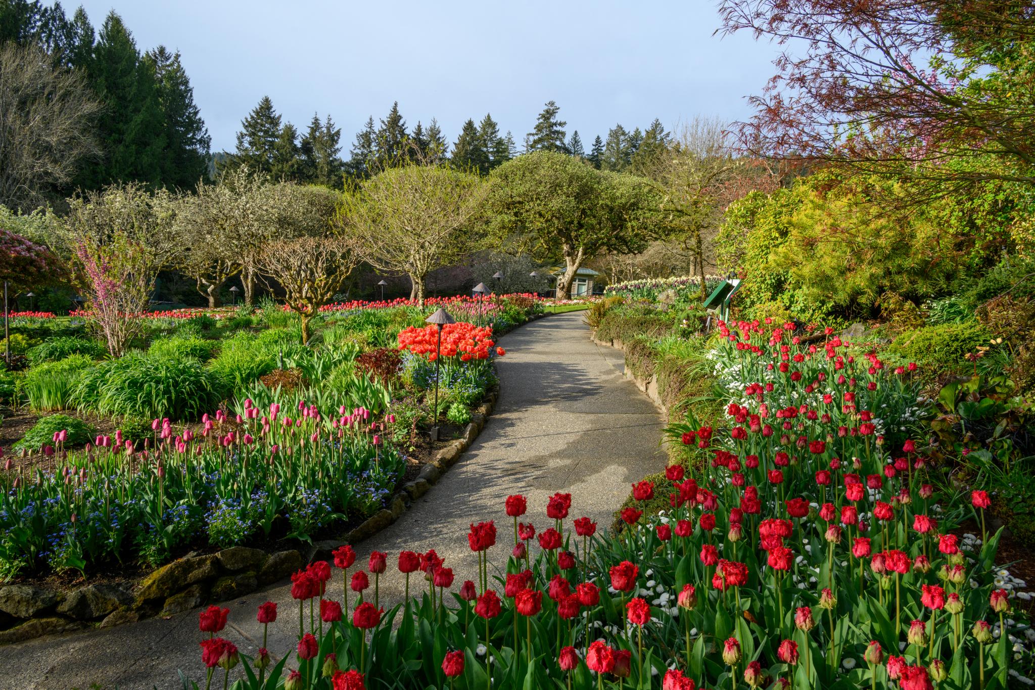 A landscaped garden featuring a winding pathway surrounded by vibrant red tulips (Tulipa spp.), interspersed with patches of blue flowers and lush green foliage. Trees with budding leaves and flowering shrubs are visible in the background, creating a colorful and serene outdoor space