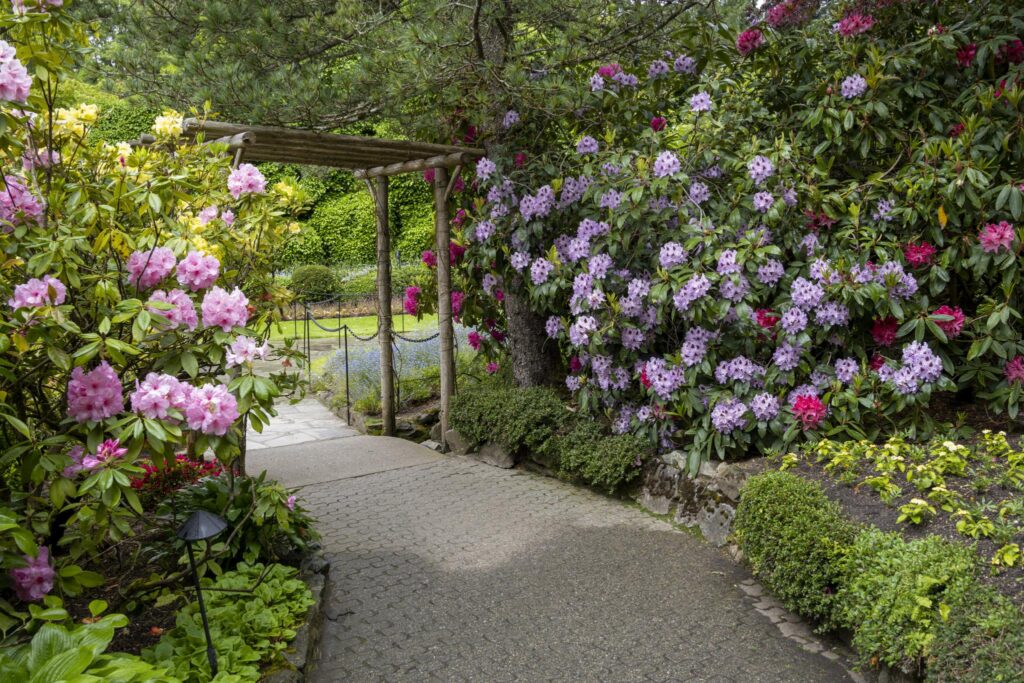 A garden pathway lined with vibrant rhododendrons, featuring clusters of pink and purple flowers. The path is bordered by neatly trimmed hedges and leads towards a lush green area in the background. A wooden trellis is visible, partially covered by the surrounding foliage