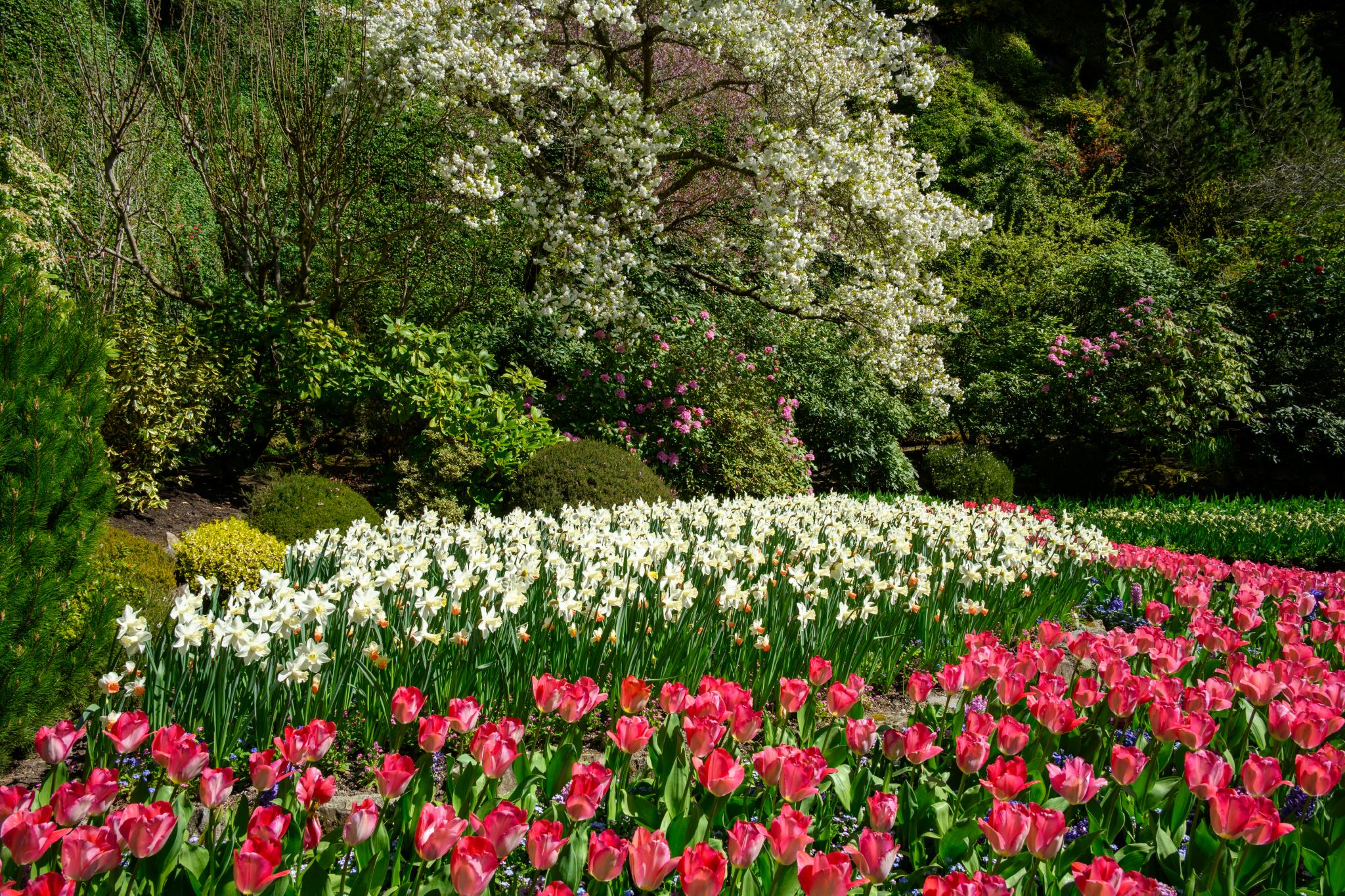 A vibrant garden scene featuring rows of blooming tulips in shades of pink and red, interspersed with white flowers. In the background, a flowering tree with white blossoms is visible, surrounded by lush green foliage and various shrubs