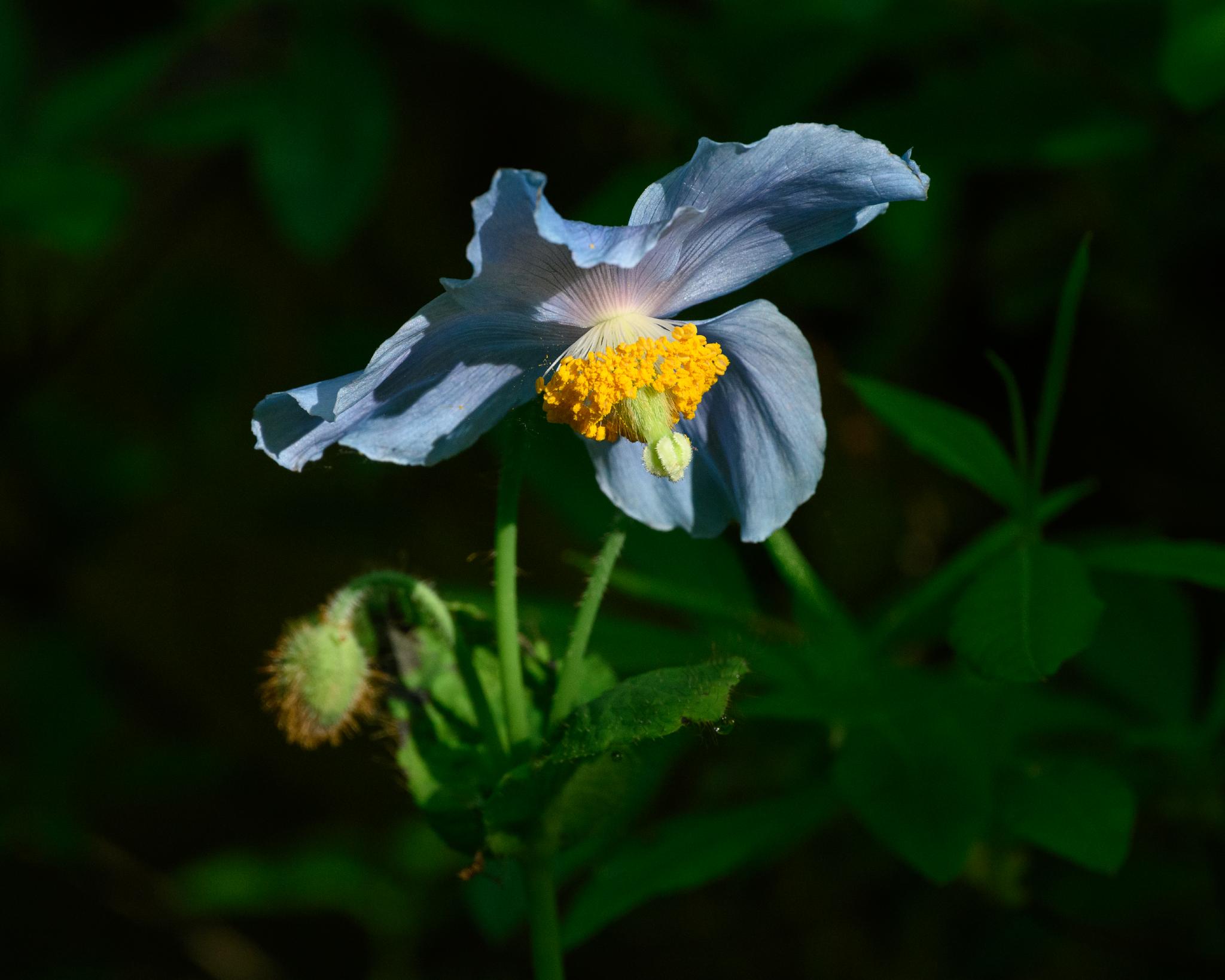 A light blue flower with delicate, ruffled petals and a prominent yellow center, surrounded by green leaves and a developing bud. The flower appears to belong to the genus *Hibiscus*