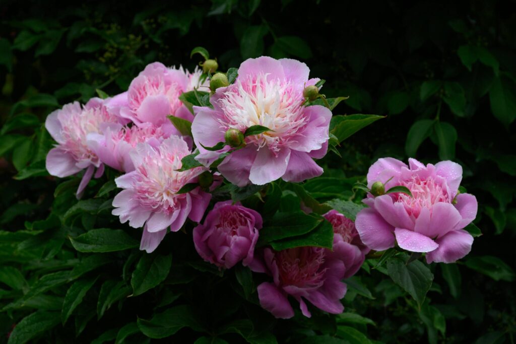A cluster of pink peonies (Paeonia) with large, ruffled petals and green foliage. The flowers display varying shades of pink, with some buds still closed. The background consists of dark green leaves