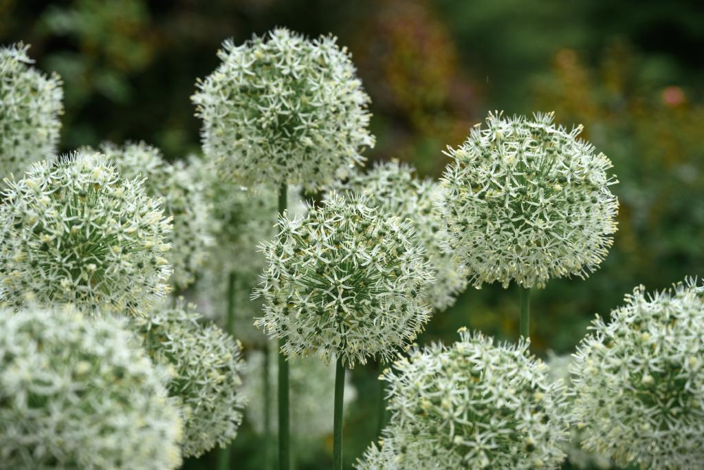Clusters of spherical flower heads with numerous small white flowers, likely belonging to the genus Allium. The flowers are densely packed and have a delicate appearance, supported by long green stems