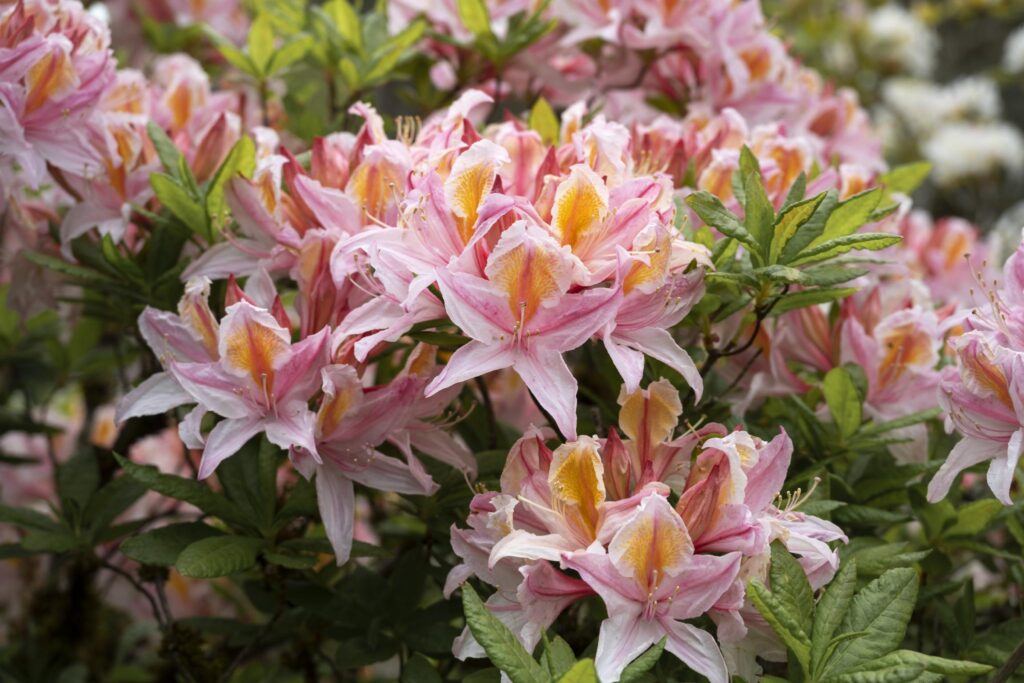 A cluster of pink and white flowers with yellow accents, likely belonging to the genus Rhododendron. The flowers have elongated petals and are surrounded by green leaves