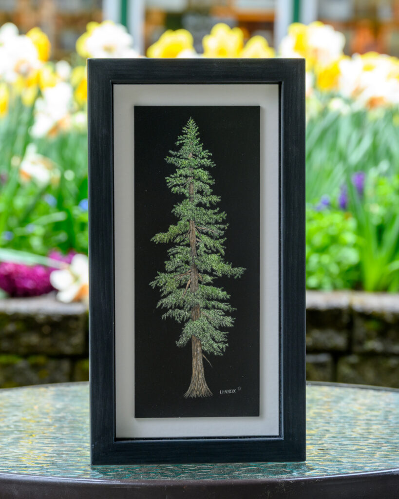 A framed illustration of a tall coniferous tree, likely a species of pine, with a straight trunk and dense, green foliage. The background features a blurred garden with blooming flowers and greenery