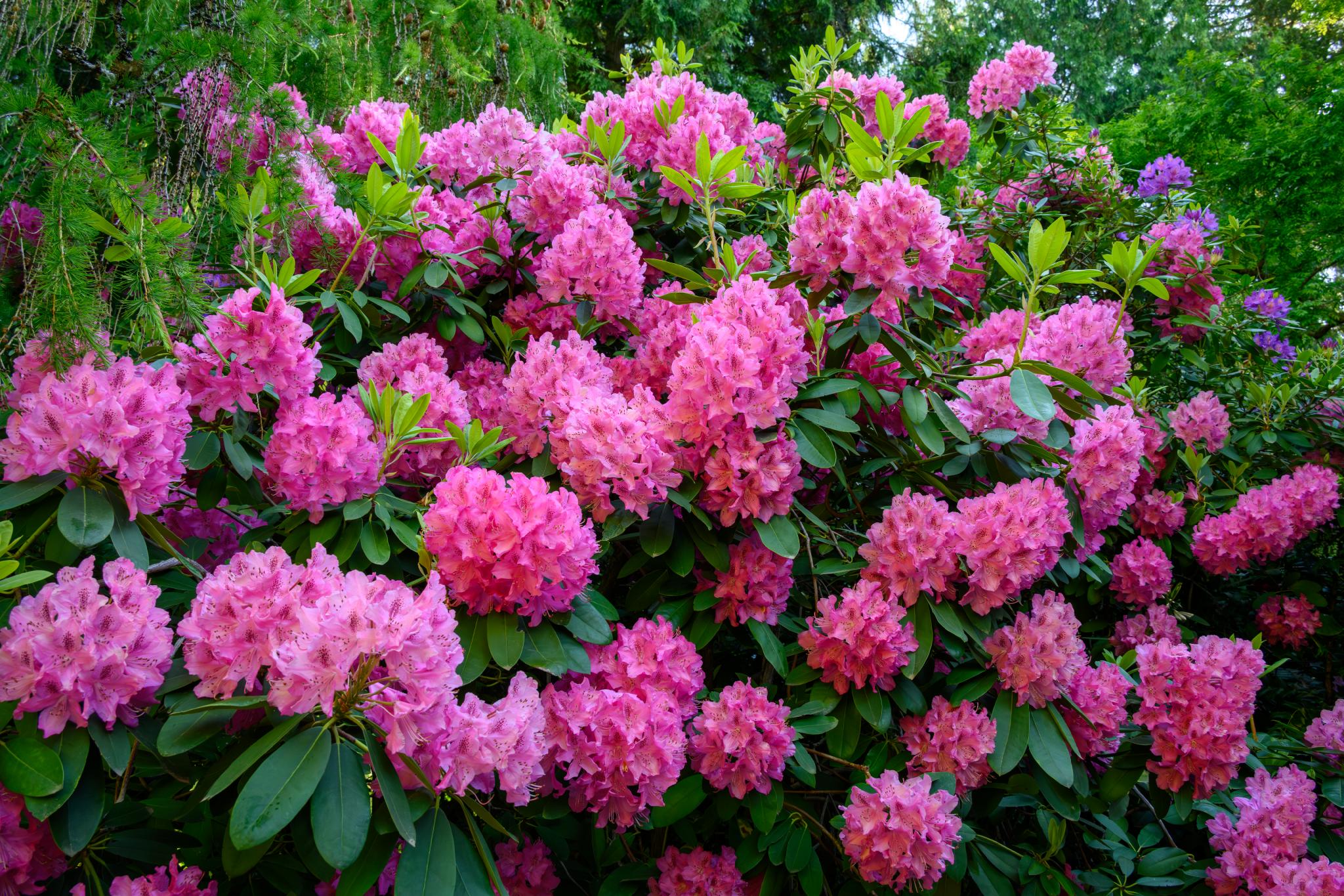 A dense cluster of vibrant pink flowers with a tubular shape, surrounded by dark green, glossy leaves. The flowers appear to belong to the genus Rhododendron