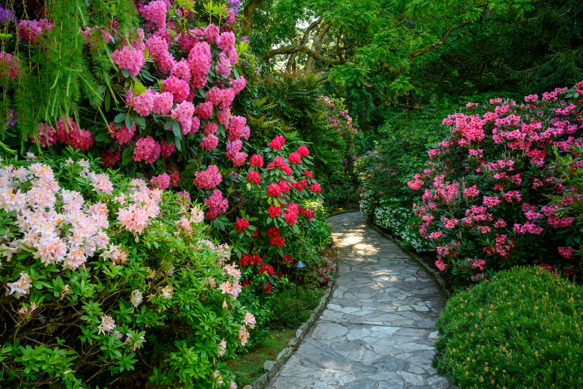 A stone pathway winds through a lush garden filled with vibrant azaleas (Rhododendron spp.) in shades of pink, red, and white. The surrounding greenery includes various shrubs and trees, creating a dense, colorful landscape