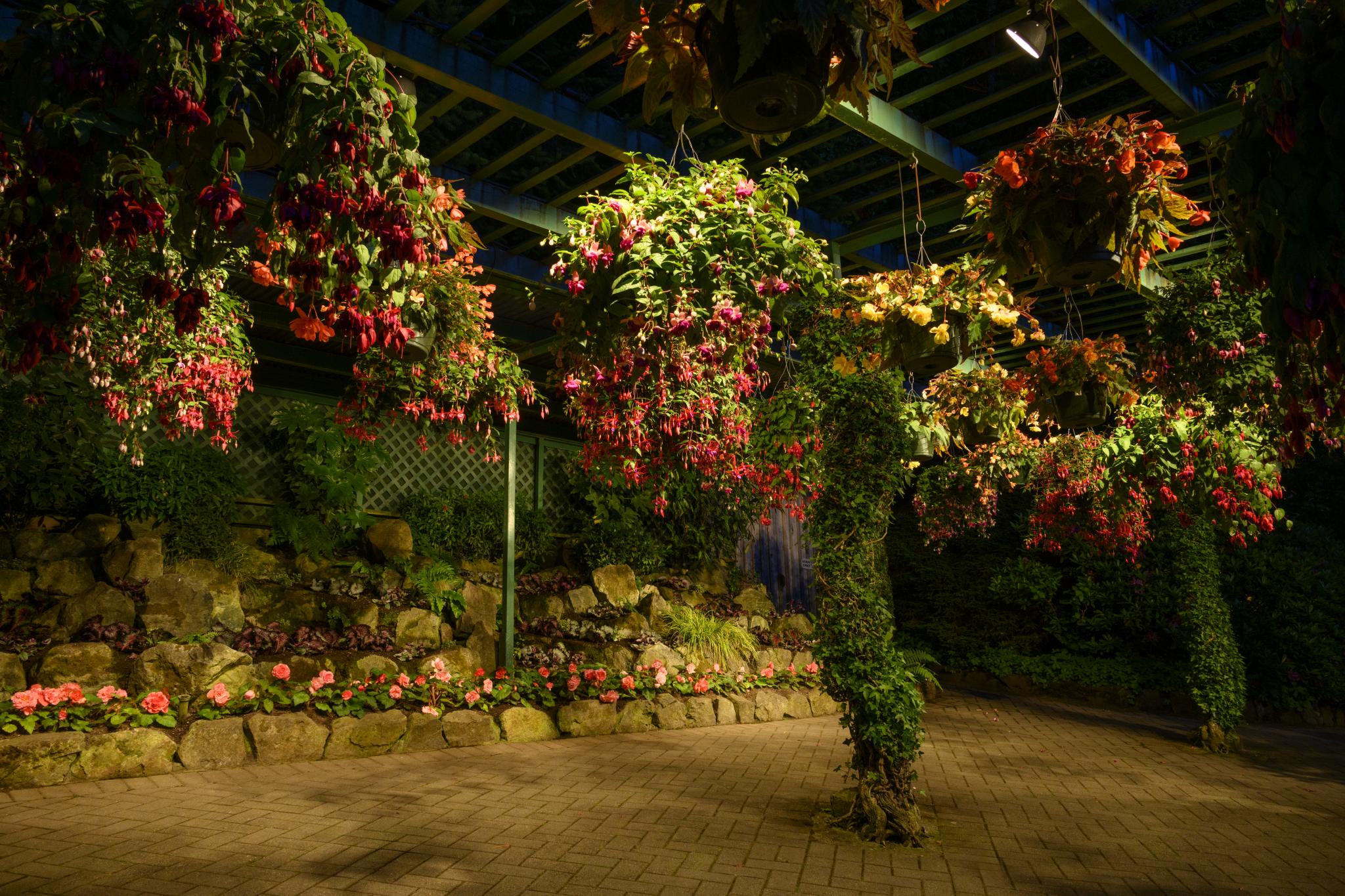 Hanging baskets filled with vibrant flowering plants, including various species of Begonia, are suspended from a blue ceiling in a dimly lit greenhouse. The background features a stone wall and additional flowering plants arranged along the ground