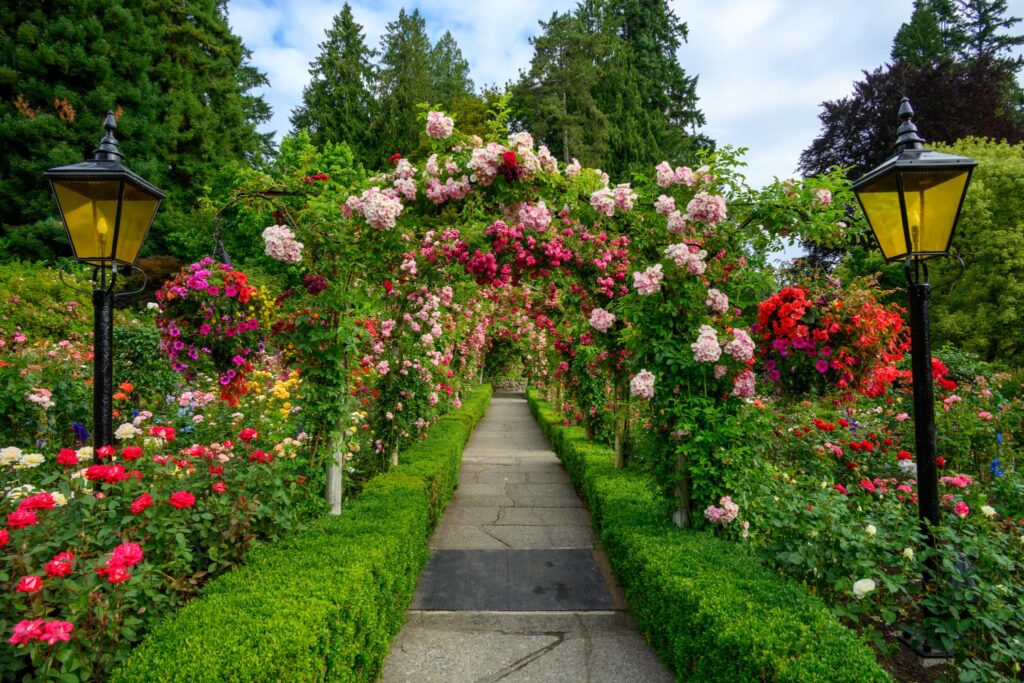 A pathway lined with neatly trimmed hedges leads through an archway covered in climbing roses, primarily in shades of pink and red. Flanking the path are various rose bushes in full bloom, with vibrant flowers creating a colorful display. Two vintage-style lanterns are positioned along the path, adding to the garden's charm. Tall trees and a partly cloudy sky are visible in the background