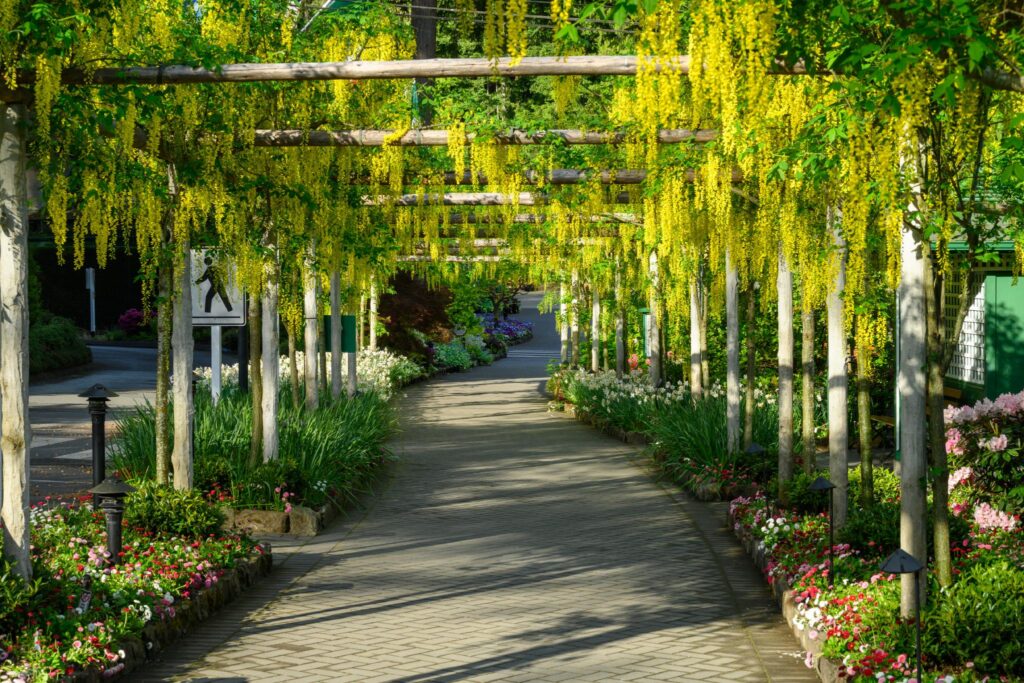 A pathway lined with flowering plants and shrubs, featuring cascading clusters of bright yellow flowers, likely from the genus Laburnum. The path is bordered by green foliage and colorful flower beds, creating a vibrant garden setting
