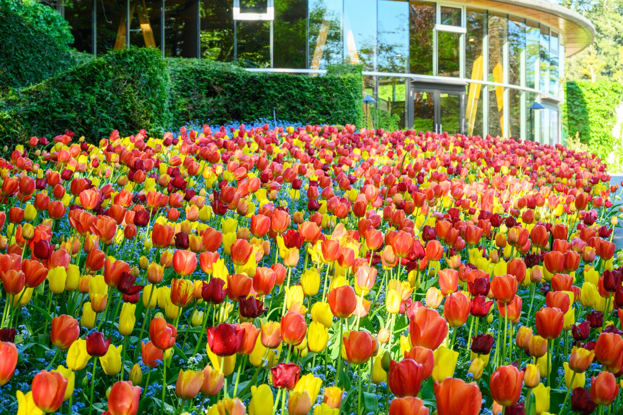 A vibrant display of tulips (genus Tulipa) in various colors, including red, orange, and yellow, arranged in a garden setting. The background features a modern building with large windows and lush greenery
