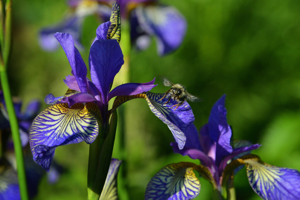 Purple Iris (Iris spp.) flowers with intricate yellow and purple veining, surrounded by green foliage. A bee is hovering near one of the flowers