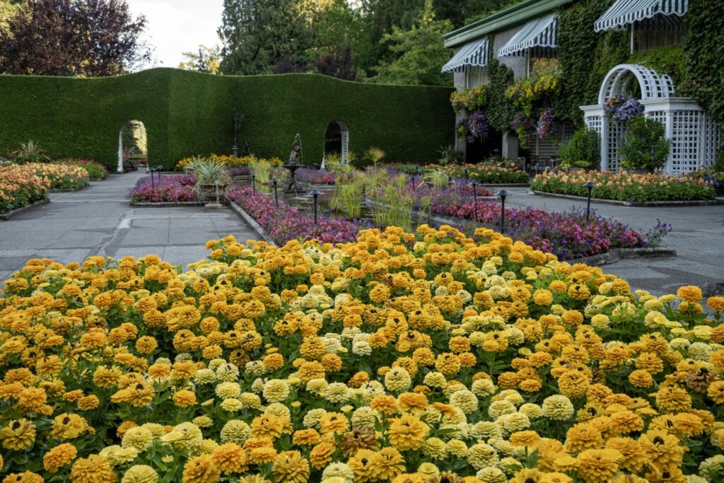 A vibrant garden scene featuring a large bed of yellow and orange marigolds (Tagetes spp.) in the foreground. The background includes neatly arranged flower beds with various colorful blooms, bordered by a manicured hedge and decorative structures