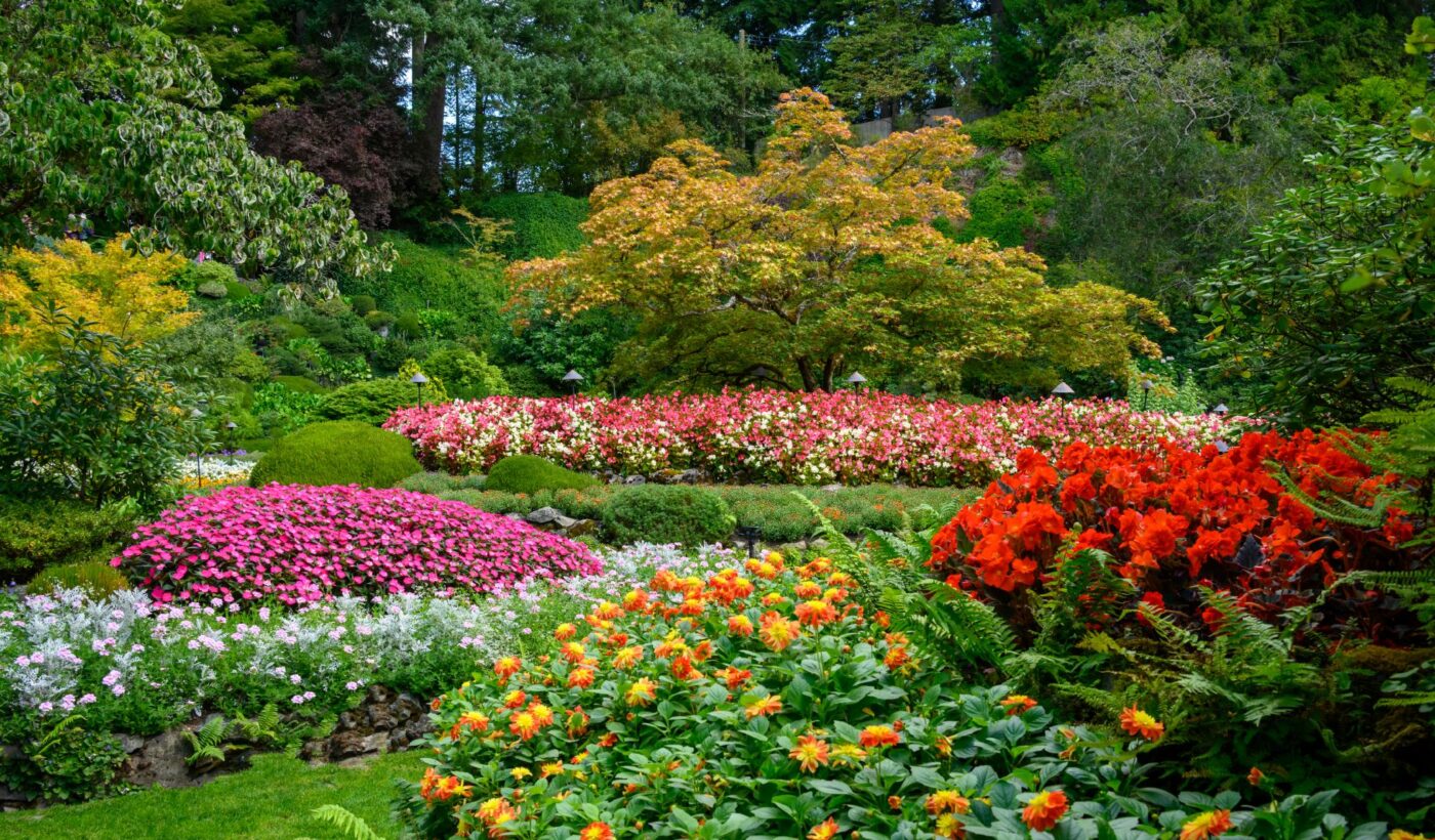 Summer Garden Insights 2026