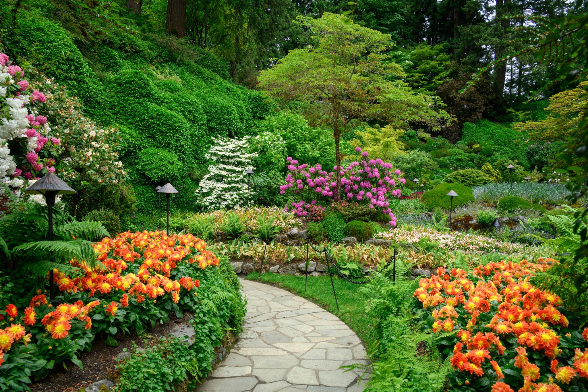 A landscaped garden featuring a winding stone pathway surrounded by vibrant flower beds. The foreground displays clusters of orange flowers, possibly from the genus Begonia, while various shades of pink and white flowers, likely from the genus Rhododendron, are visible in the background. Lush green foliage and shrubs create a dense backdrop, enhancing the garden's colorful appearance