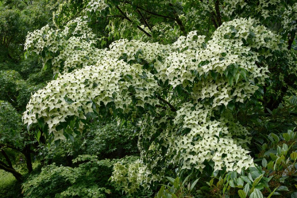 A large tree with abundant clusters of white, petal-like bracts surrounding small green flowers. The leaves are broad and dark green, creating a lush backdrop. The overall appearance is dense and bushy, typical of the Cornus genus, possibly Cornus kousa