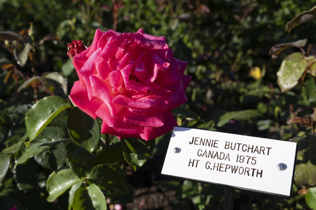 A vibrant pink rose with layered petals, labeled as "Jennie Butchart," a hybrid tea rose cultivar developed in Canada in 1975 by G. Hepworth. The flower is surrounded by dark green leaves