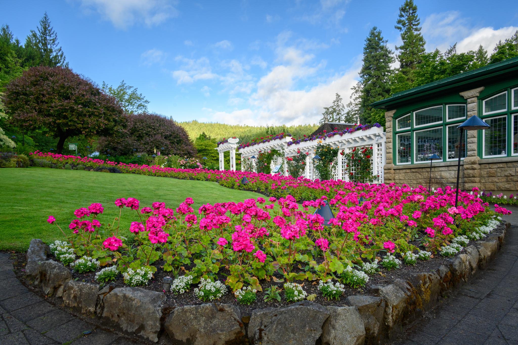 A landscaped garden featuring a vibrant display of pink geraniums (Pelargonium spp.) in the foreground, bordered by white flowering plants. In the background, a stone building with large windows is visible, alongside a white trellis adorned with hanging flowers. Lush green trees and a blue sky with scattered clouds complete the scene
