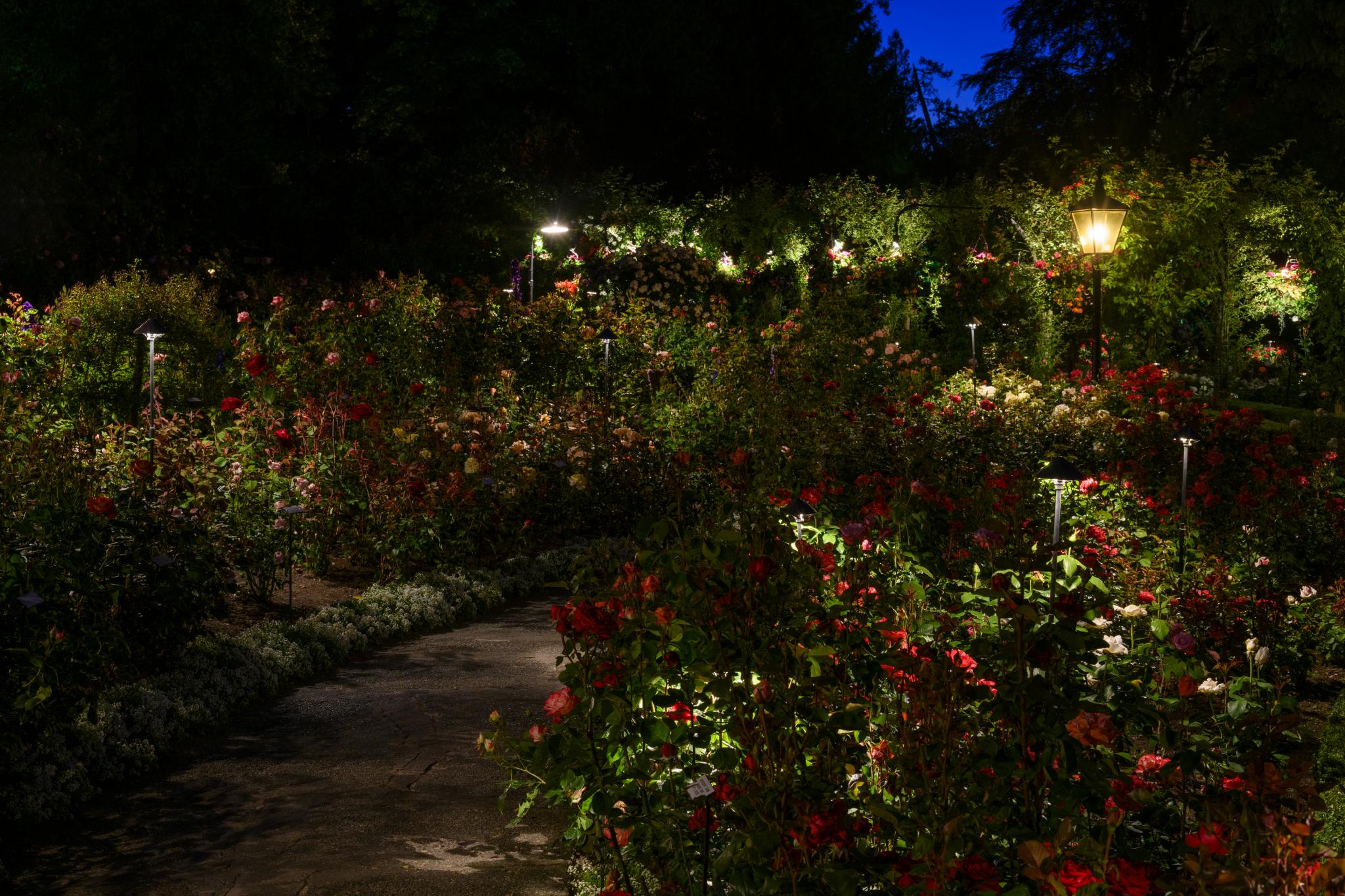 A garden filled with numerous rose bushes, featuring a variety of colors including red, pink, and yellow. The scene is illuminated by soft lights, creating a warm ambiance in the evening. A winding stone pathway leads through the lush foliage